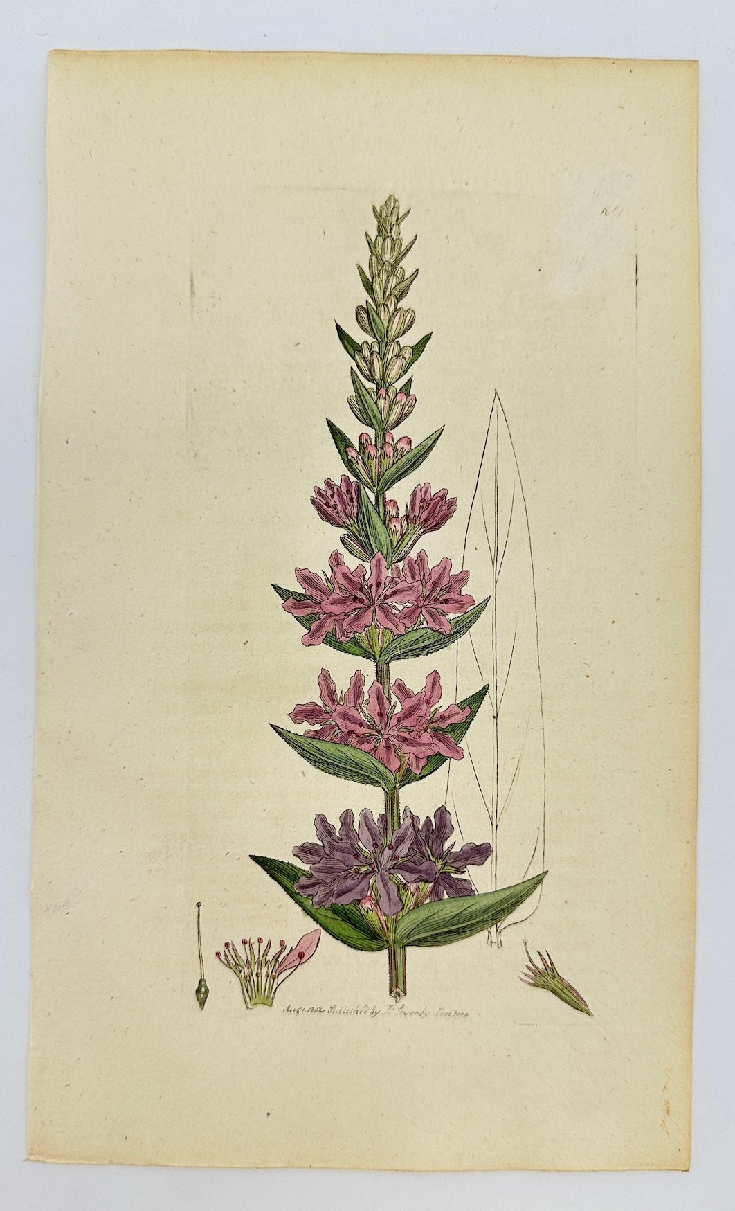 Antique Print - James Sowerby - Lythrum Salicaria - Purple Loosestrife - F1