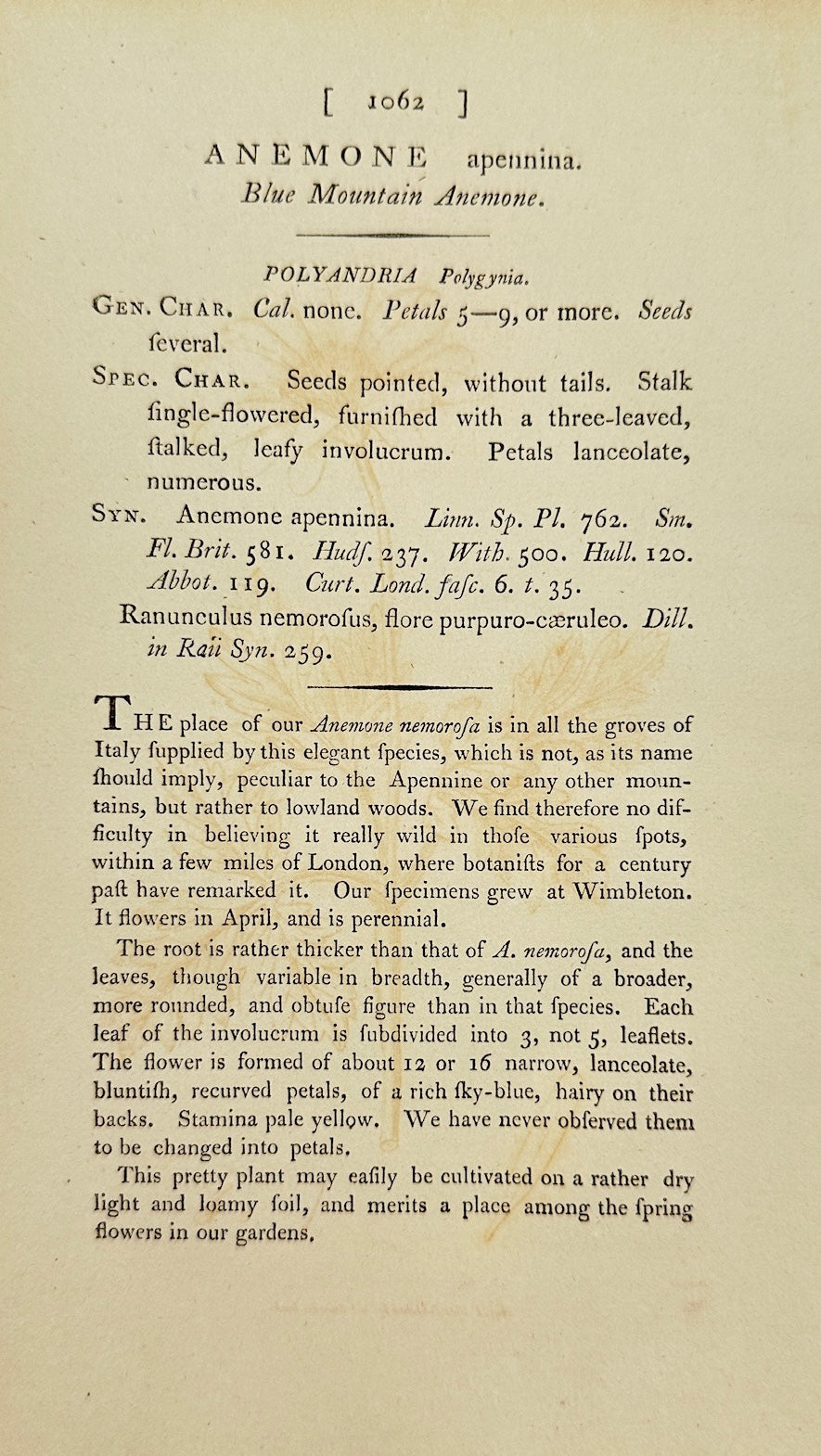 Antique Print - James Sowerby - Anemone Apennina - Apennine Anemone - F1