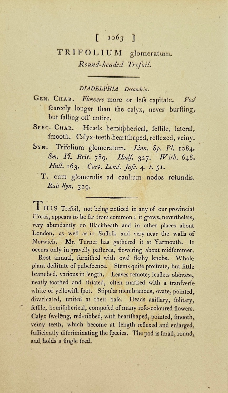 Antique Print - James Sowerby - Trifolium Glomeratum - Clustered Clover - F1