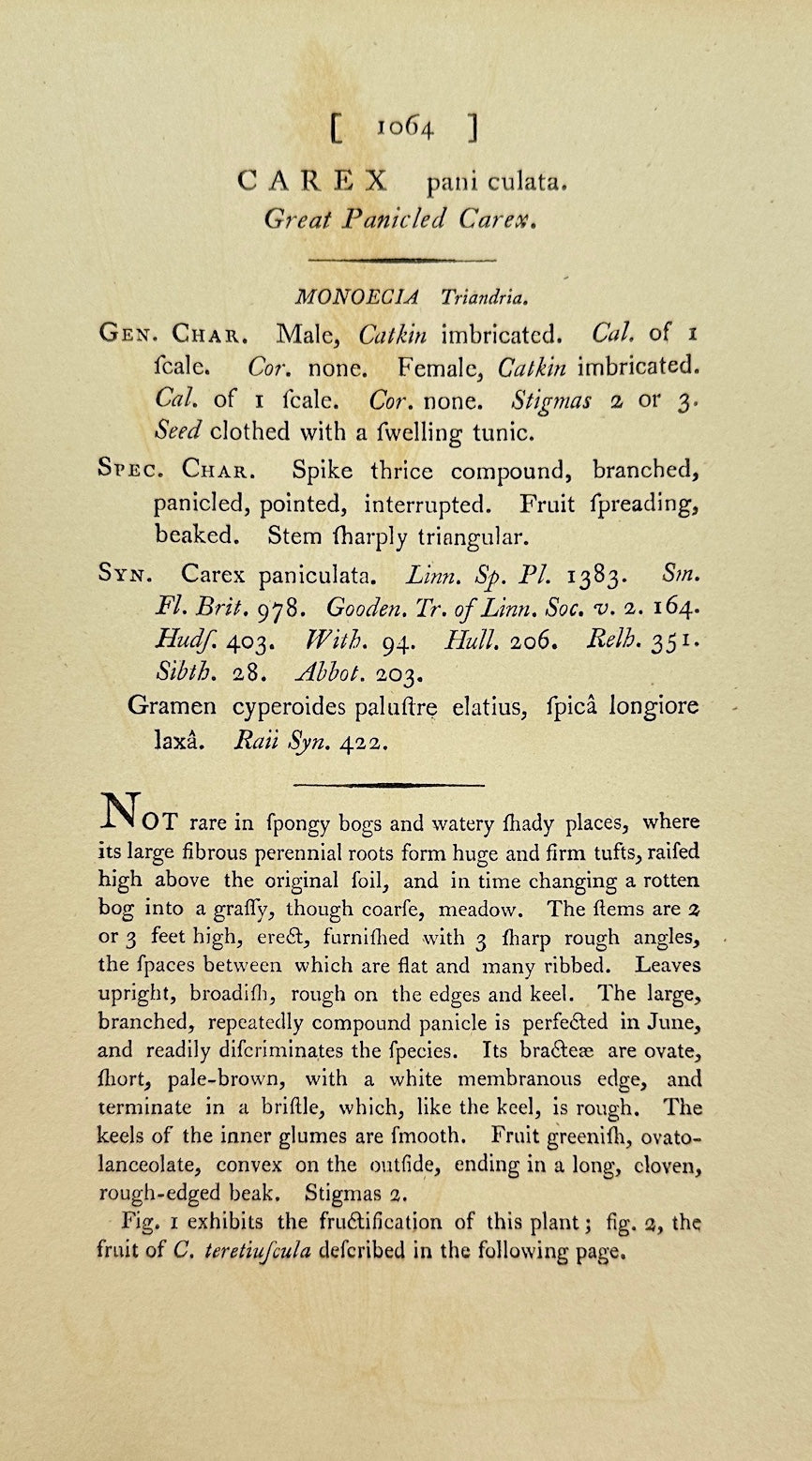 Antique Print - James Sowerby - Carex Paniculata - Greater Tussock-sedge - F1