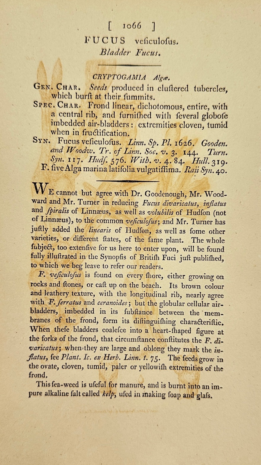 Antique Print - James Sowerby - Fucus Veficulofus - Bladder Fucus - F1