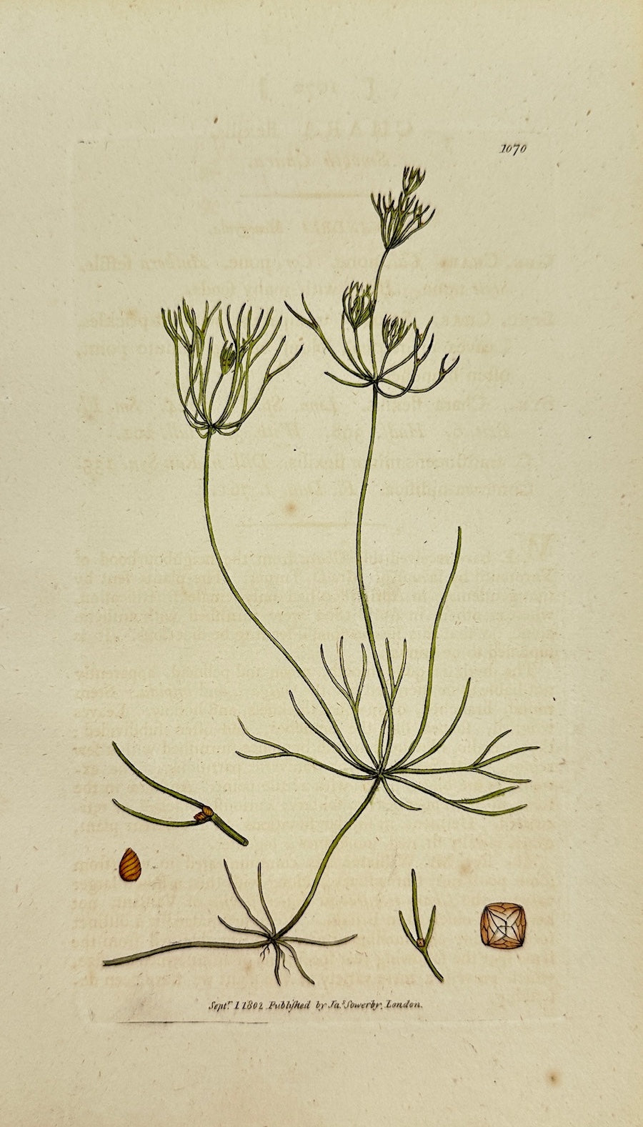 Antique Botanical Print - James Sowerby - Chara Flexilis - Smooth Chara - F1