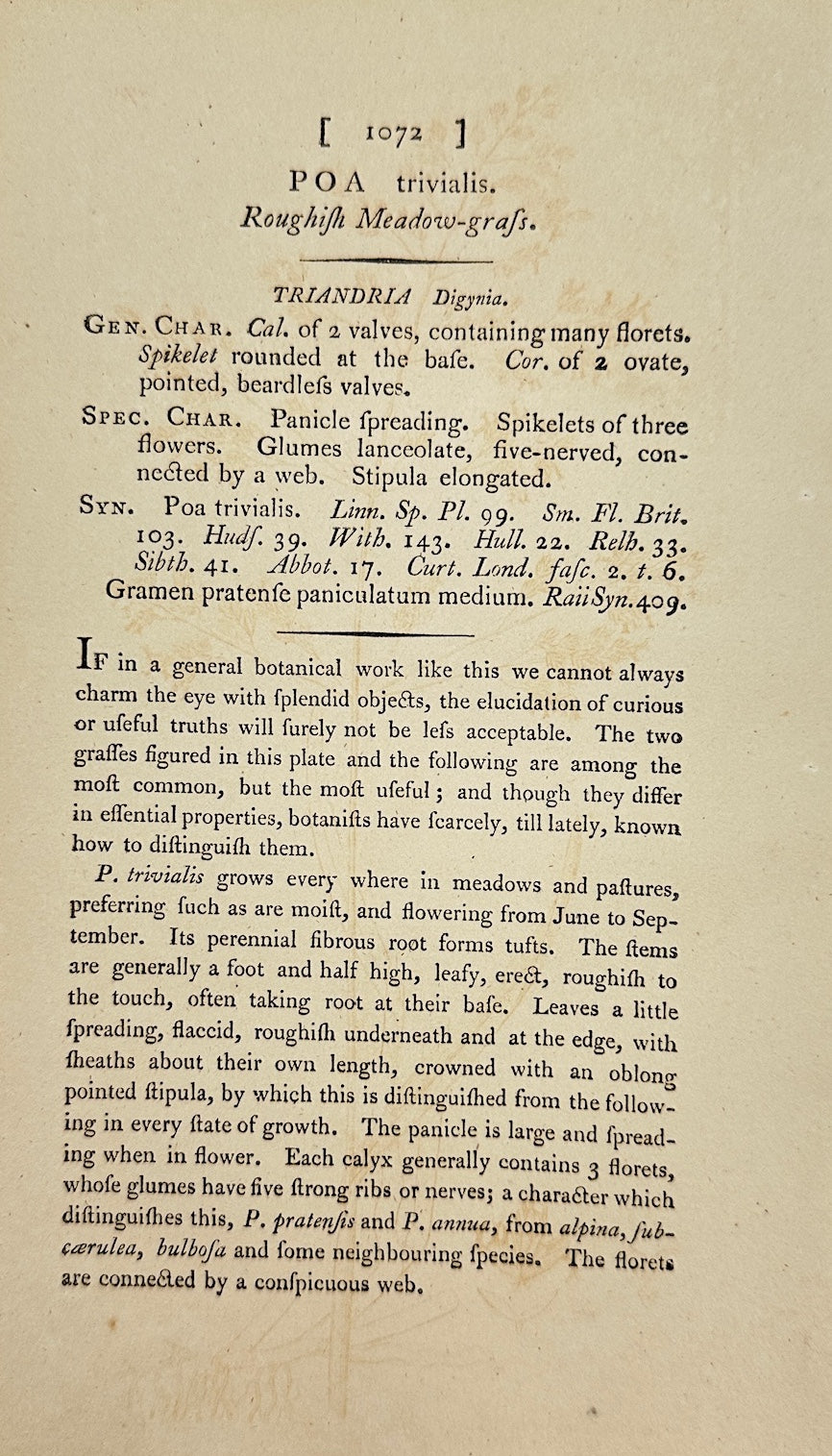 Antique Print - James Sowerby - Poa Trivialis - Roughish Meadow-grass - F1
