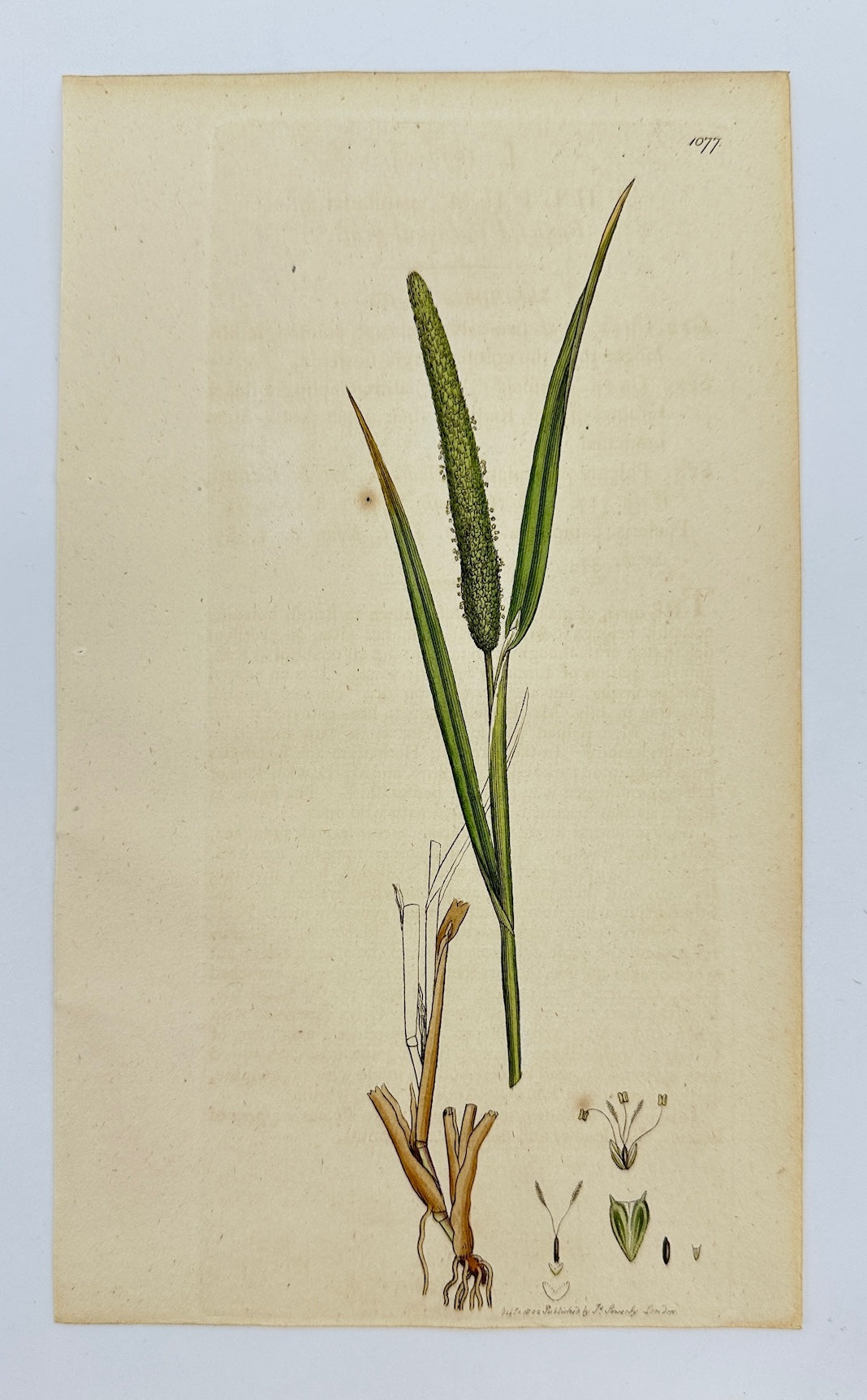 Antique Print - Sowerby - Phleum Paniculaturi - Panicled Cat's-tail-grafs - F1