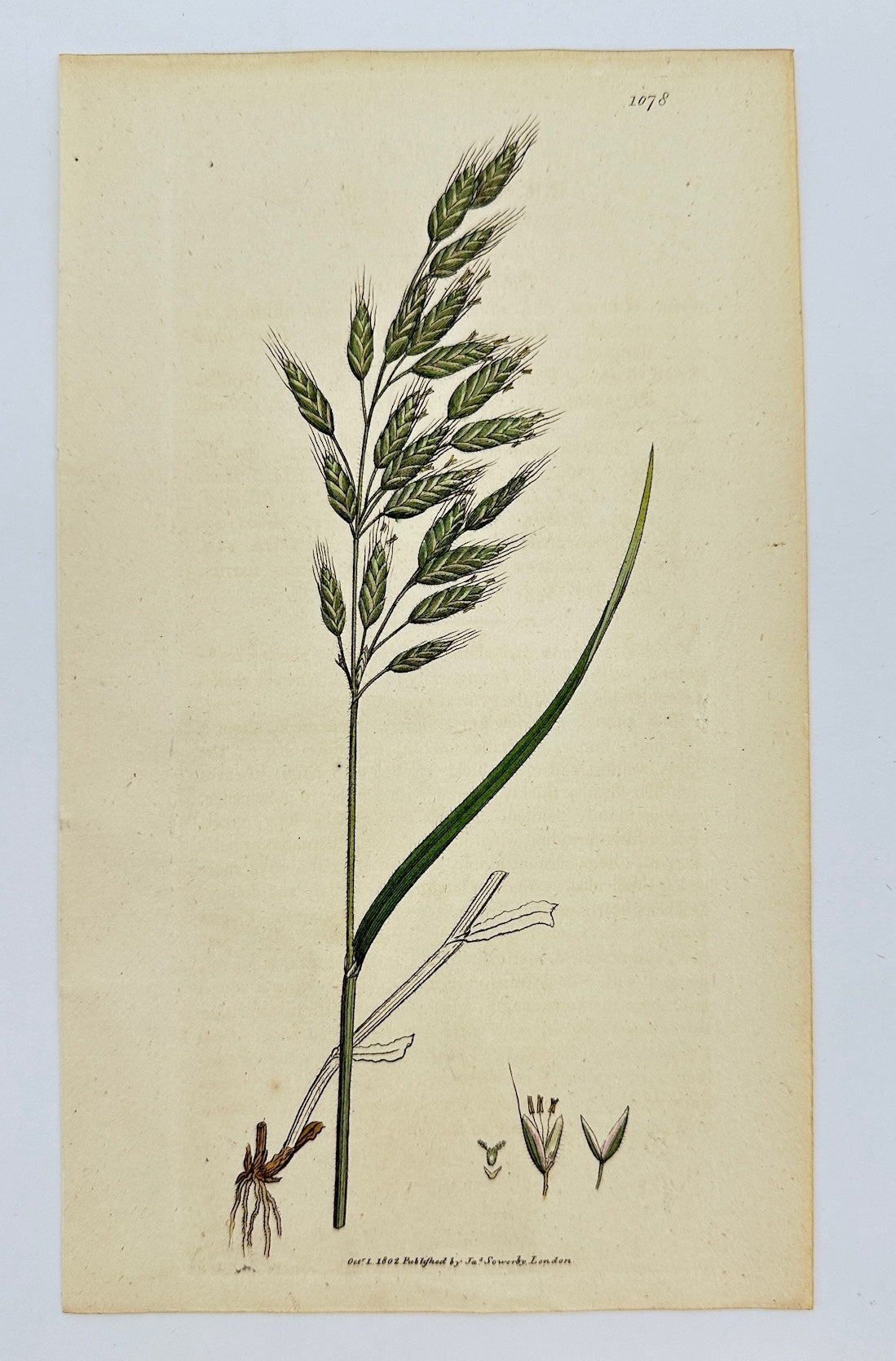 Antique Botanical Print - James Sowerby - Bromus Mollis - Soft Brome-grafs - F1