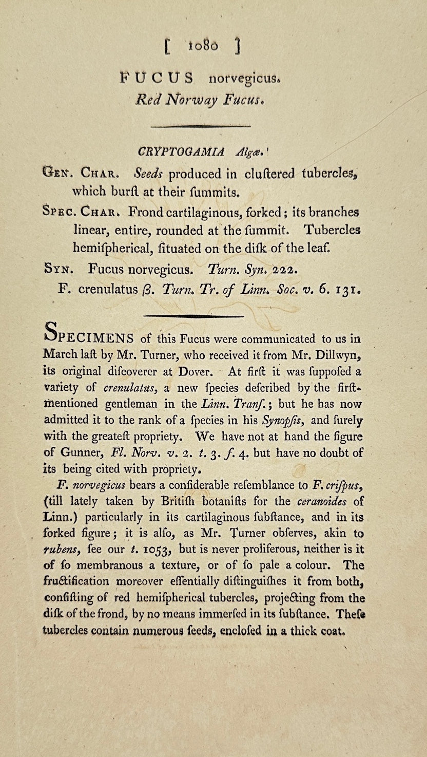 Antique Print - James Sowerby - Fucus Norvegicus - Red Norway Fucus - F1