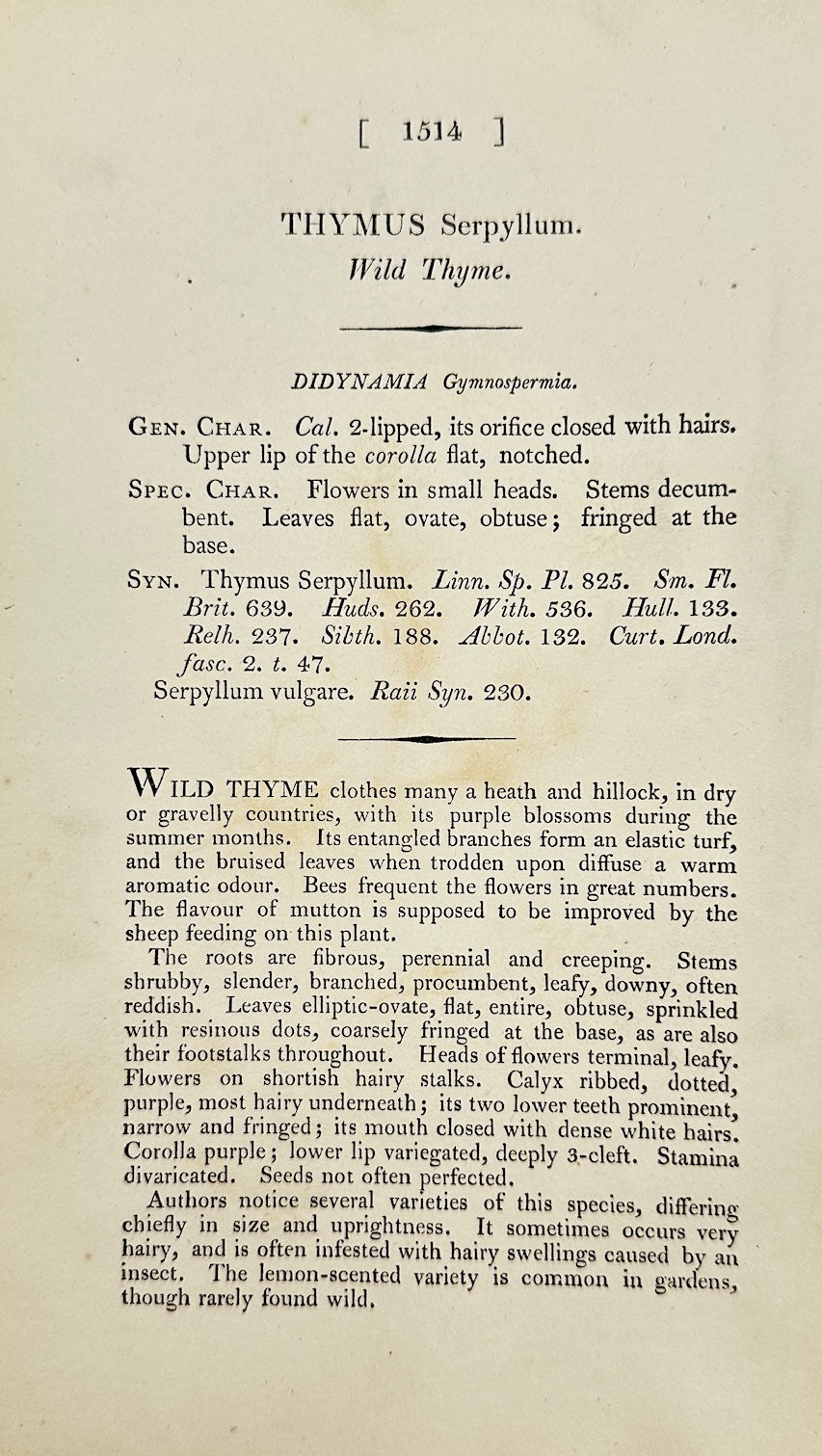 Antique Botanical Print - James Sowerby - Thymus Serpyllum - Wild Thyme - F1