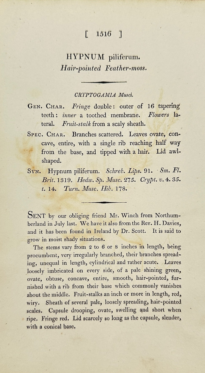 Antique Print - Sowerby - Hypnum Piliferum - Hair-pointed Feather-moss - F1
