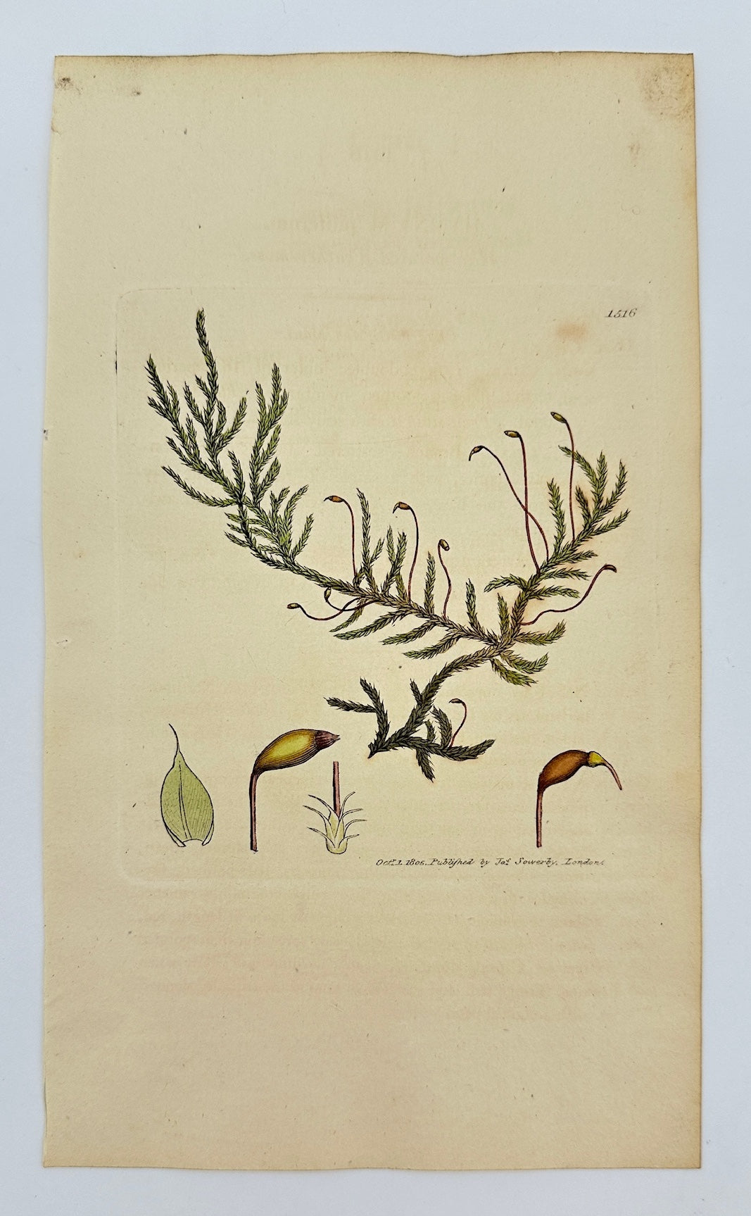 Antique Print - Sowerby - Hypnum Piliferum - Hair-pointed Feather-moss - F1