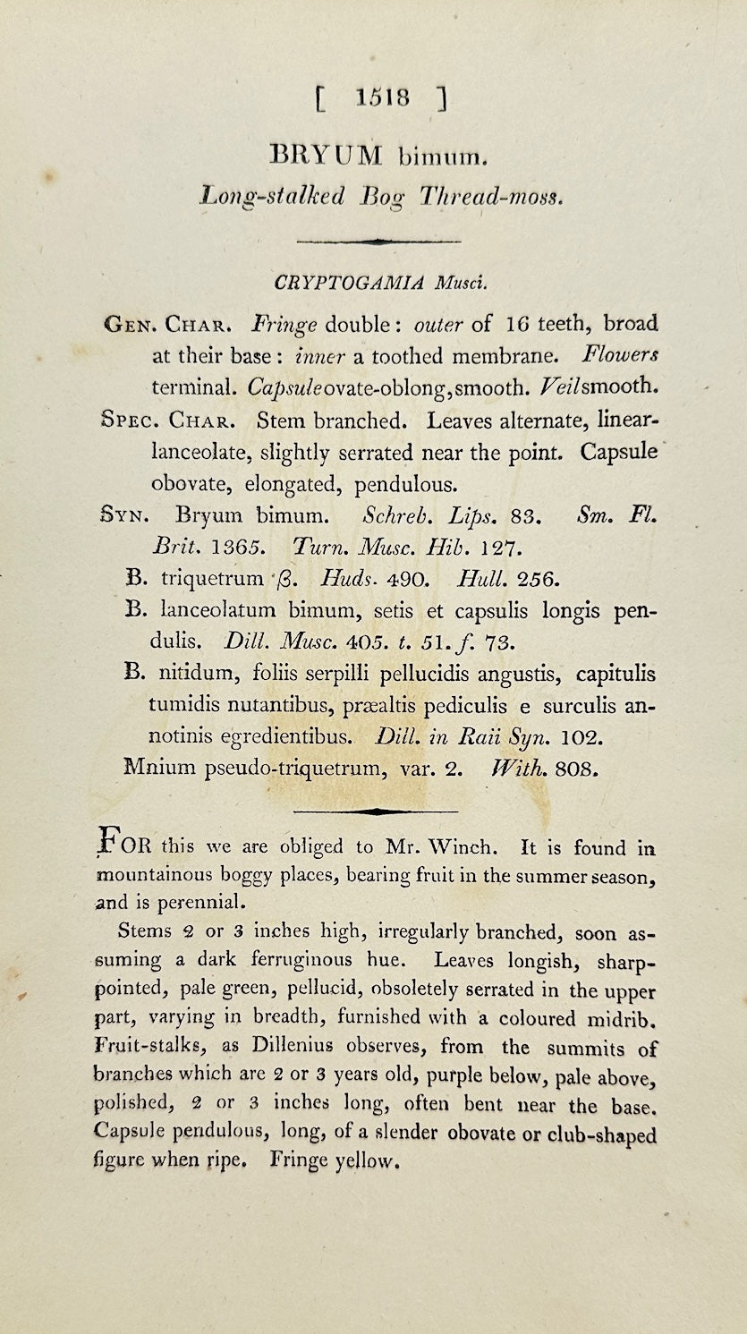 Antique Print - Sowerby - Bryum Bimum - Long-stalked Bog Thread-moss - F1