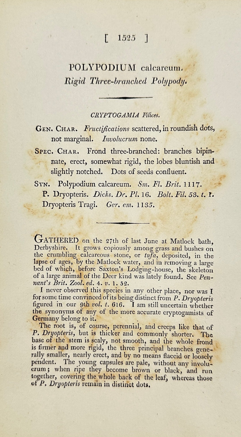 Antique Print - James Sowerby - Polypodium Calcareum - Limestone Polypody - F1