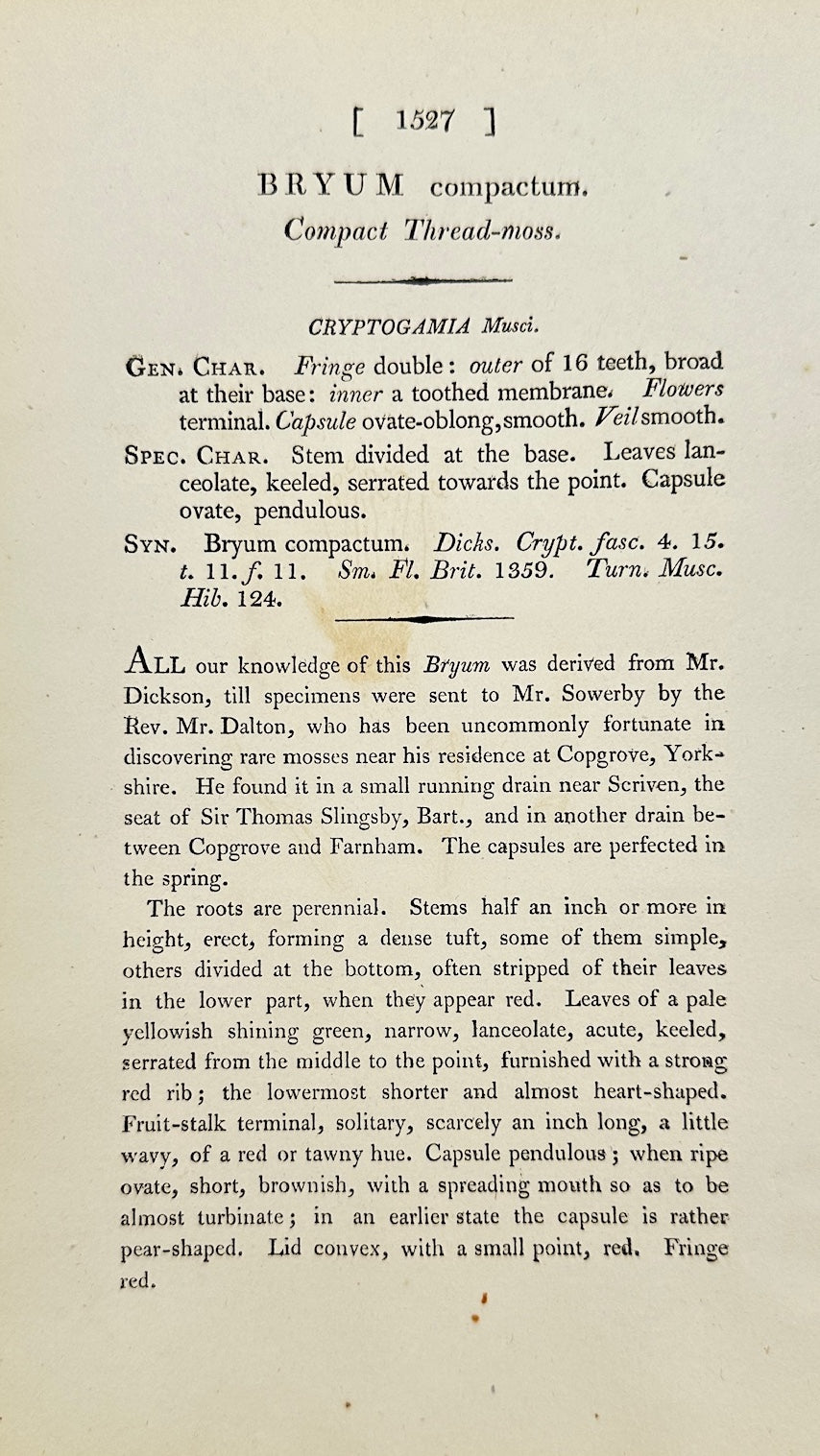 Antique Print - James Sowerby - Bryum Compactum - Compact Thread-moss - F1