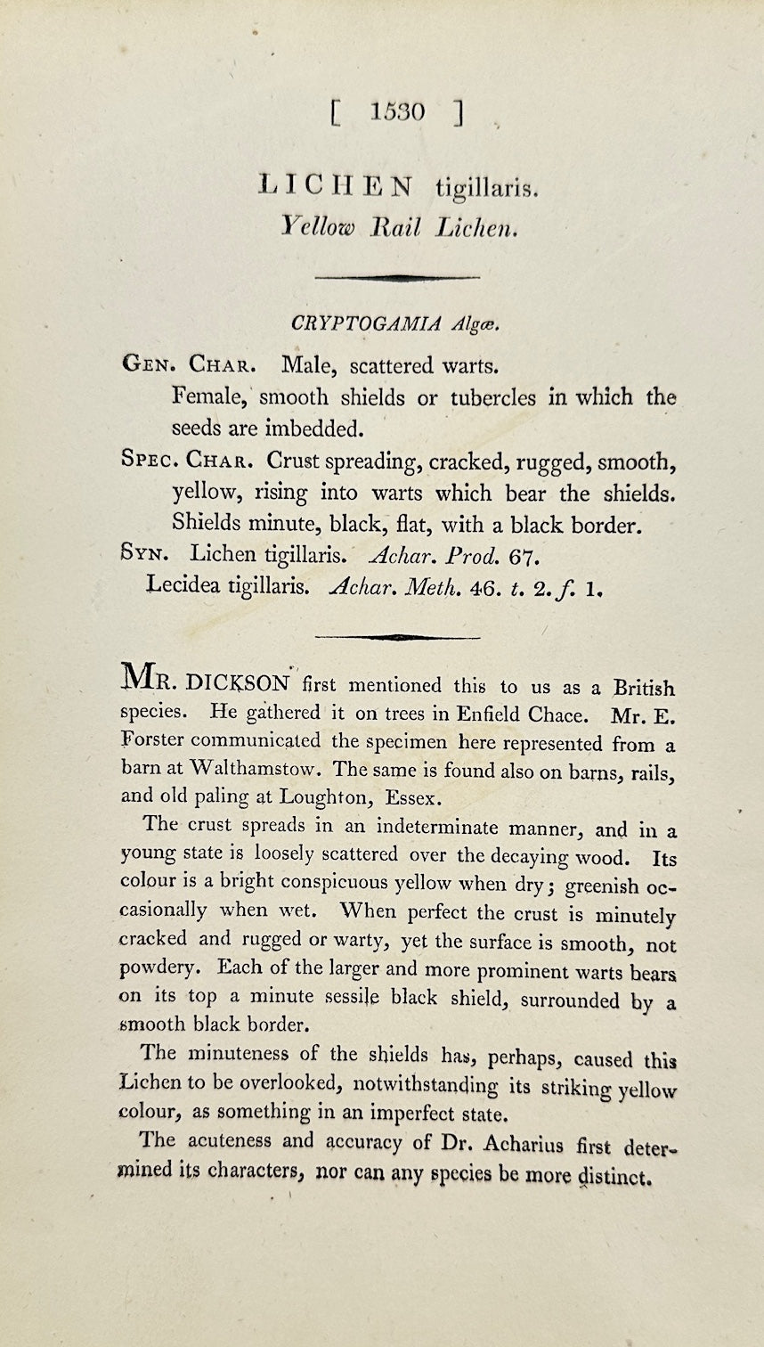 Antique Print - James Sowerby - Lichen Tigillaris - Yellow Rail Lichen - F1
