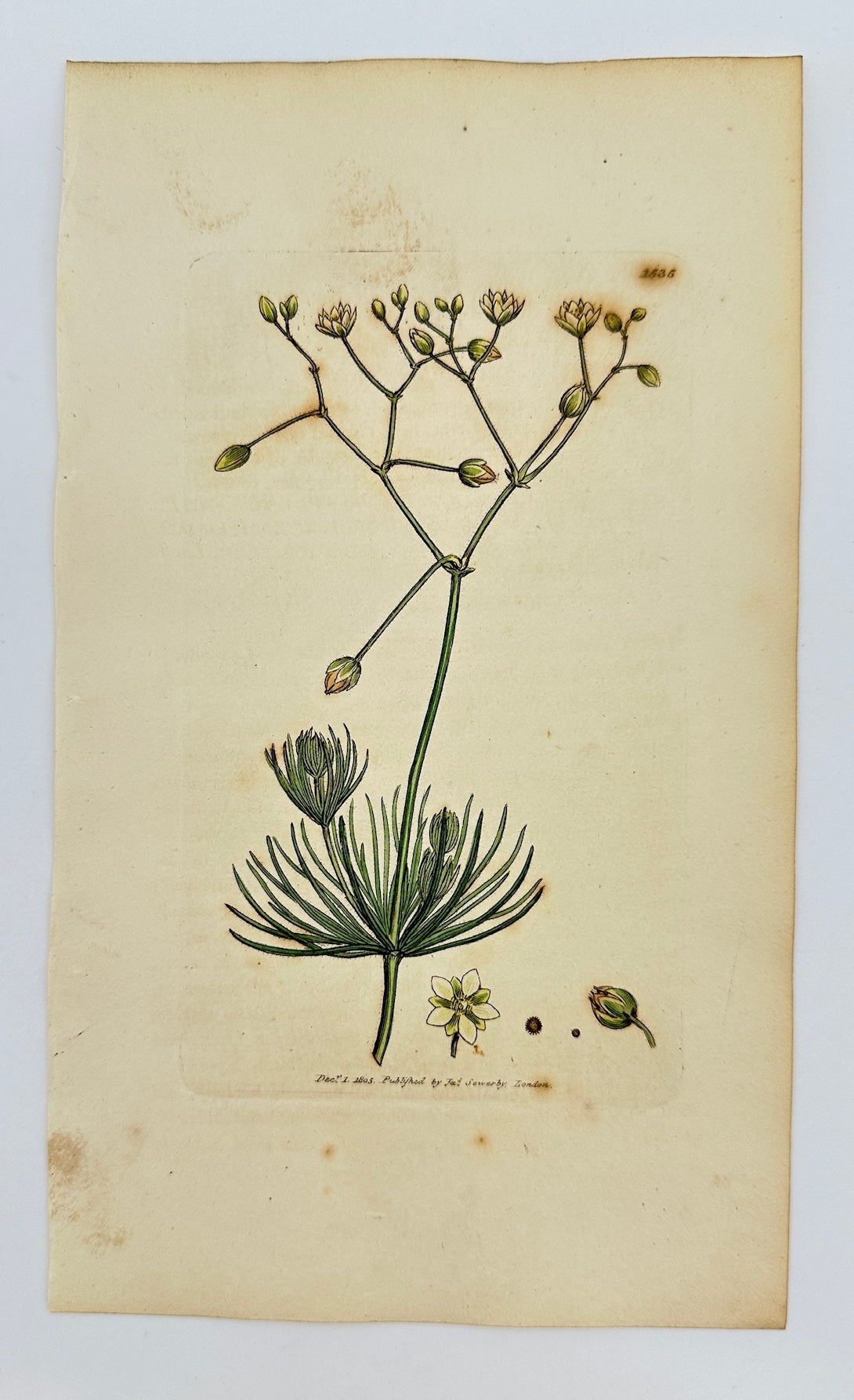 Antique Print - Sowerby - Spergula Arvensis - Rough-seeded Corn Spurrey - F1
