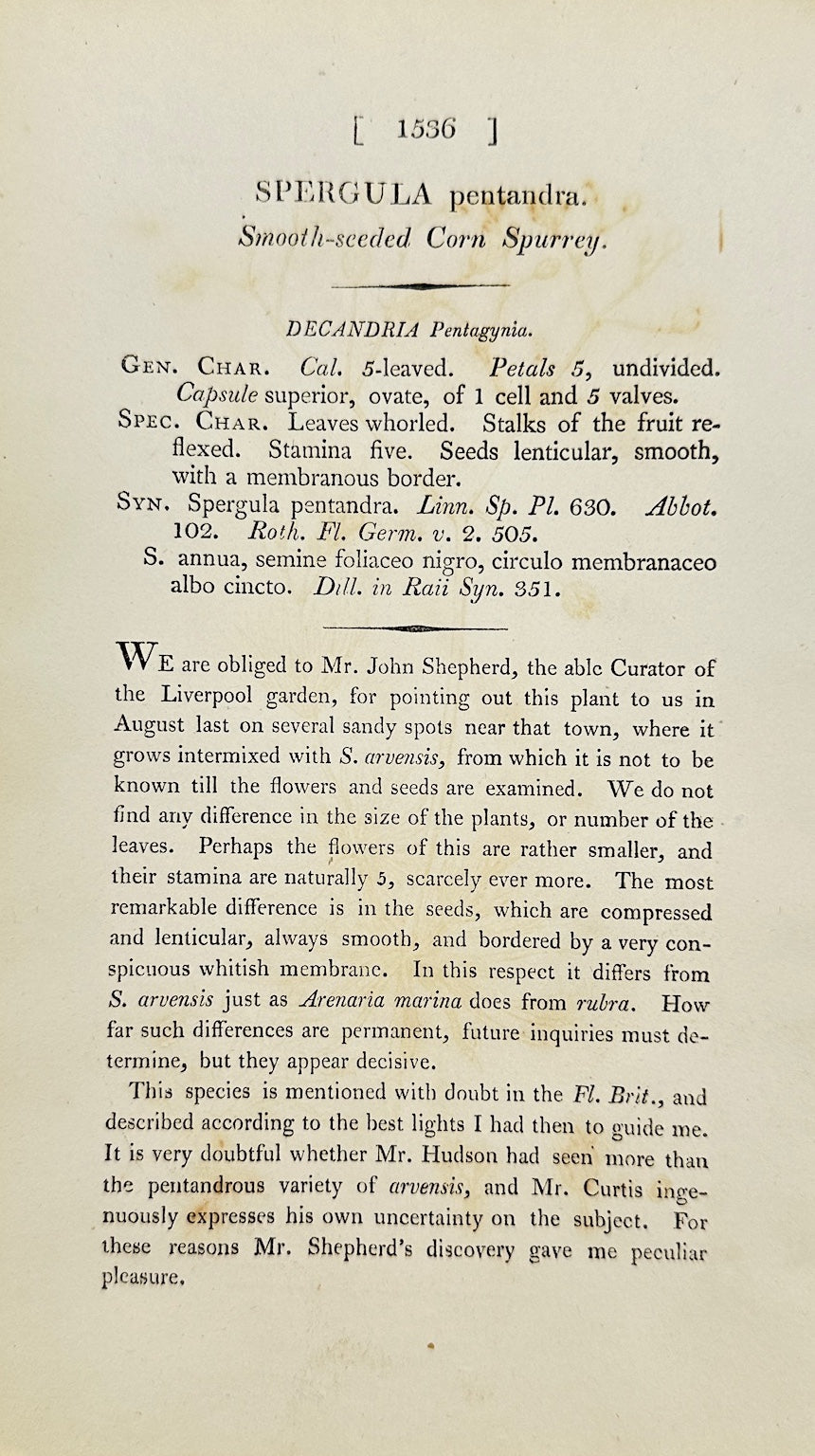 Antique Print - Sowerby - Spergula Pentandra - Smooth-sceded Corn Spurrey - F1