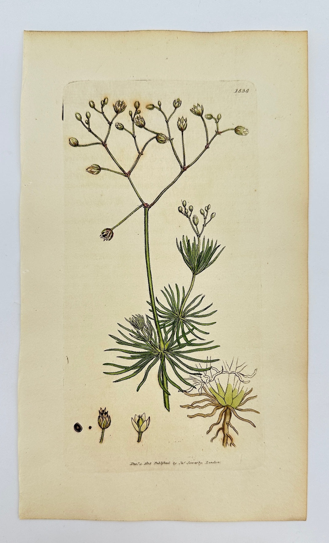Antique Print - Sowerby - Spergula Pentandra - Smooth-sceded Corn Spurrey - F1
