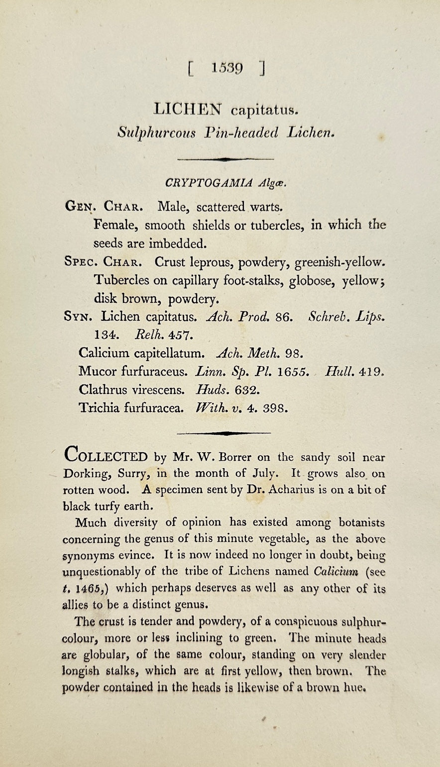 Antique Print - Sowerby - Lichen Capitatus - Sulphurcous Pin-headed Lichen - F1