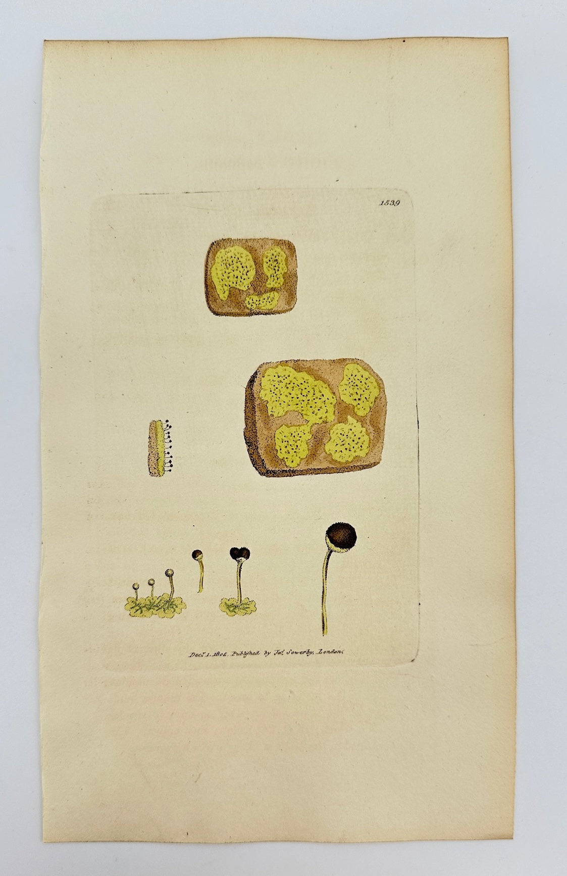 Antique Print - Sowerby - Lichen Capitatus - Sulphurcous Pin-headed Lichen - F1