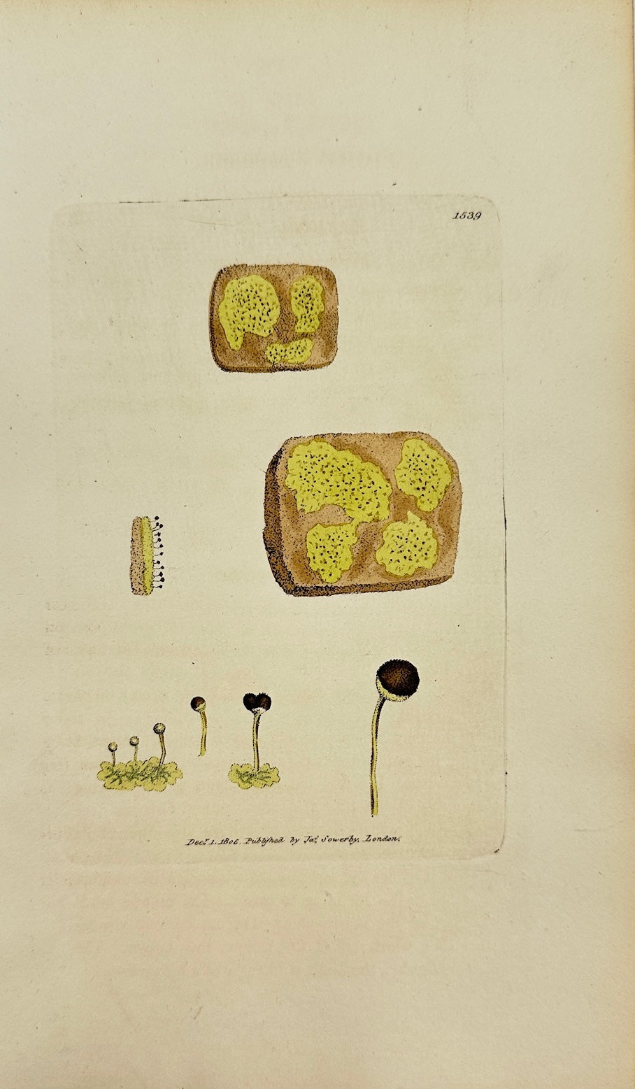Antique Print - Sowerby - Lichen Capitatus - Sulphurcous Pin-headed Lichen - F1