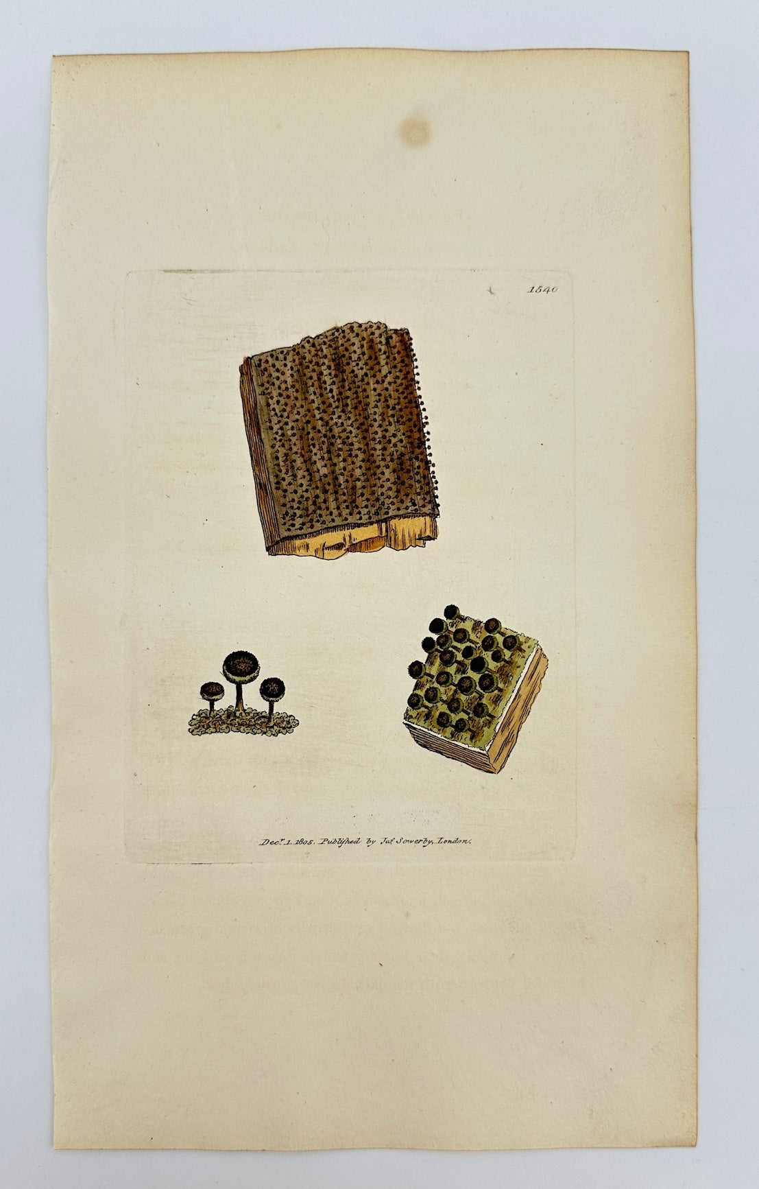 Antique Print - Sowerby - Lichen Trabinellus - Brown Pin-headed Lichen - F1