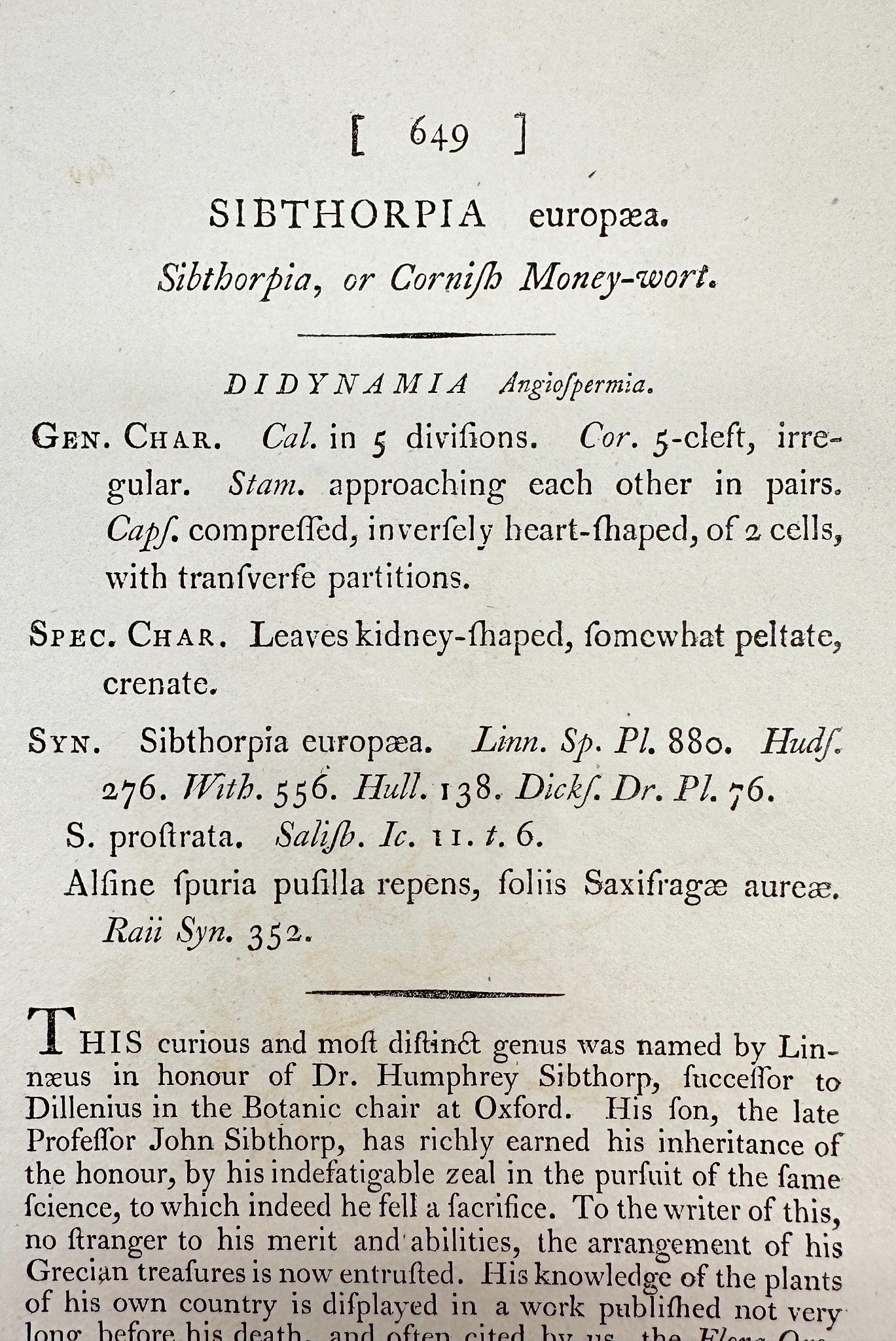 Antique Print - James Sowerby - Sibthorpia Europaea - Cornish Moneywort - F1