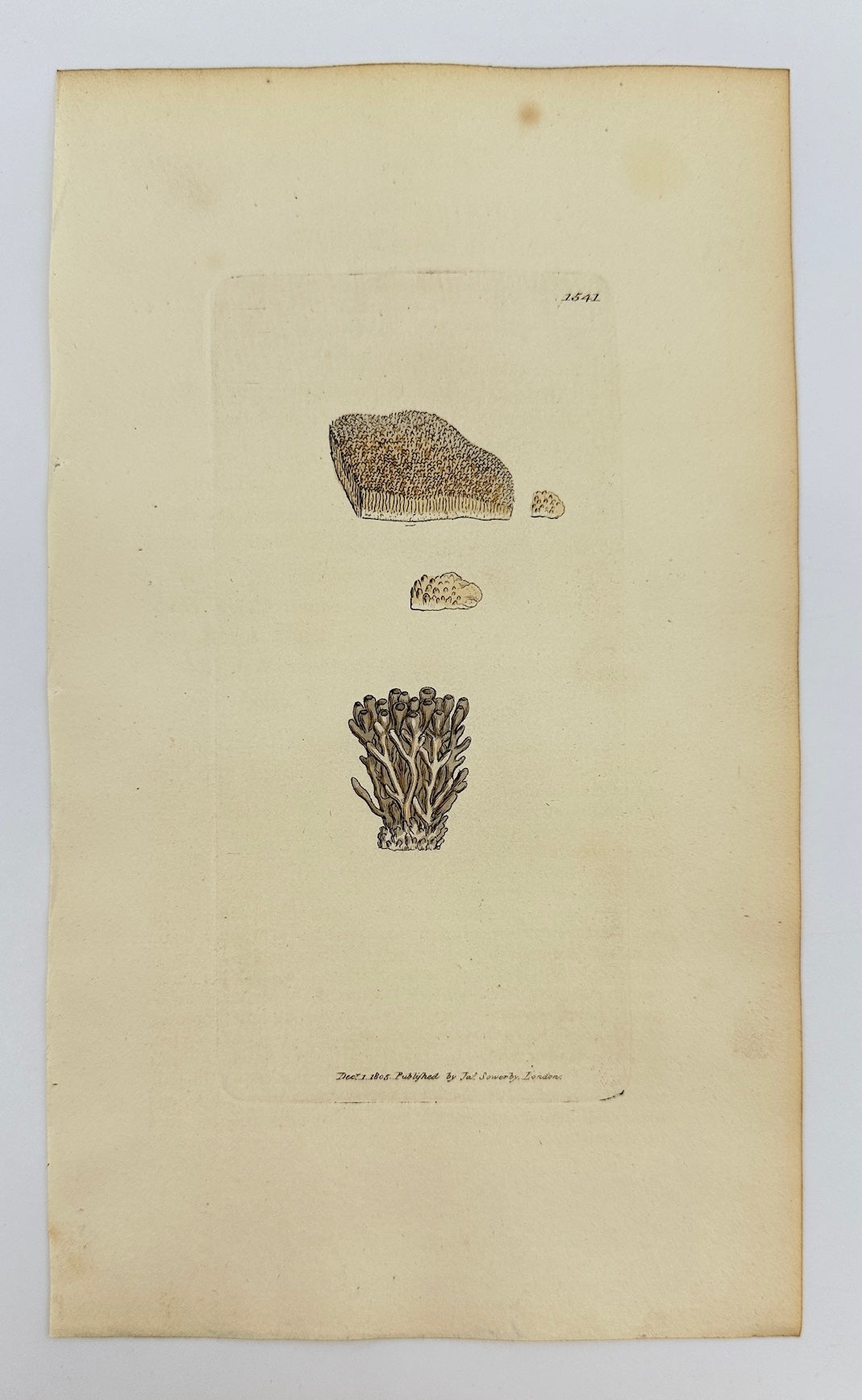 Antique Print - Sowerby - Lichen Corallinus - White Coral-crusted Lichen - F1