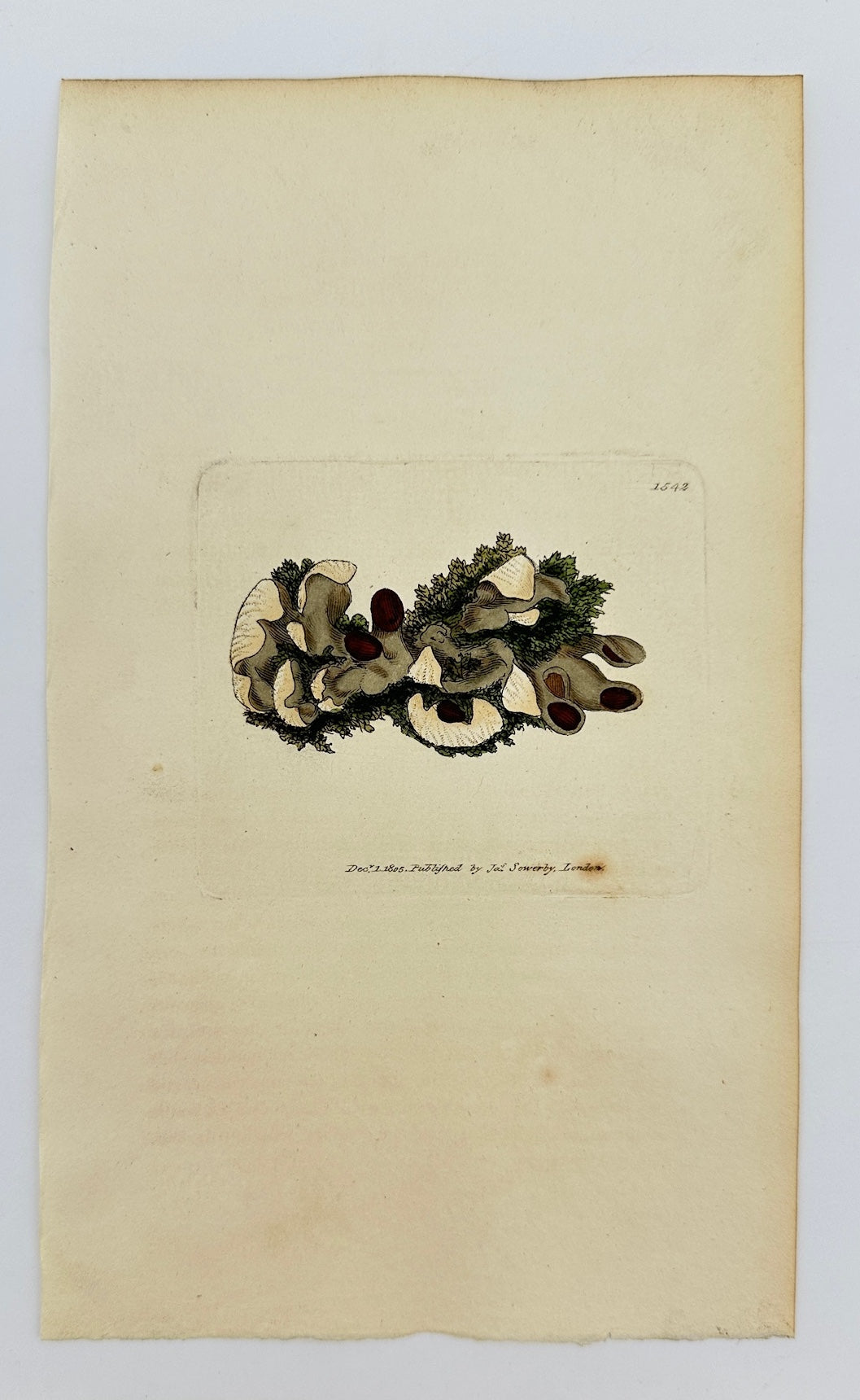 Antique Print - Sowerby - Lichen Spurius - Imperfectly-veined Lichen - F1