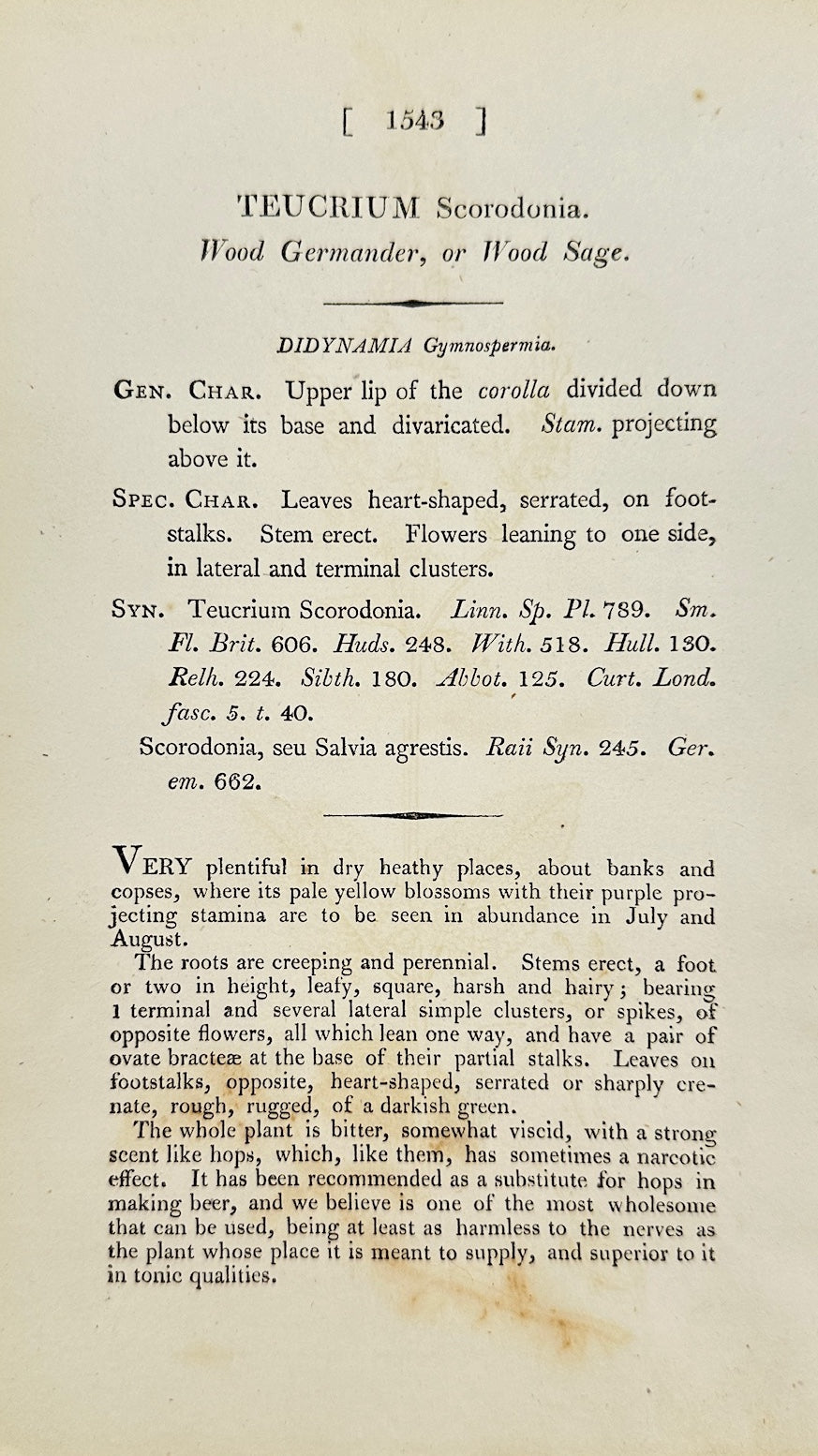 Antique Print - James Sowerby - Teucrium Scorodonia - Wood Germander - F1