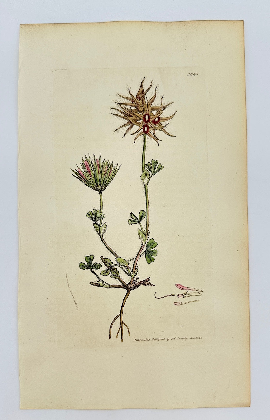 Antique Print - Sowerby - Trifolium Stellatum - Starry-headed Trefoil - F1