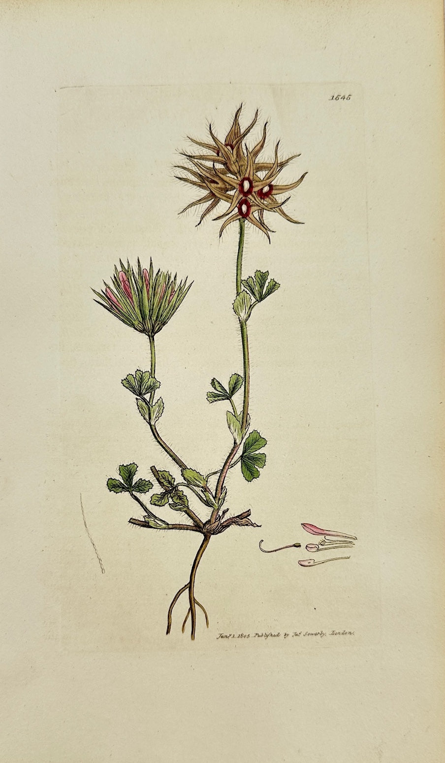 Antique Print - Sowerby - Trifolium Stellatum - Starry-headed Trefoil - F1