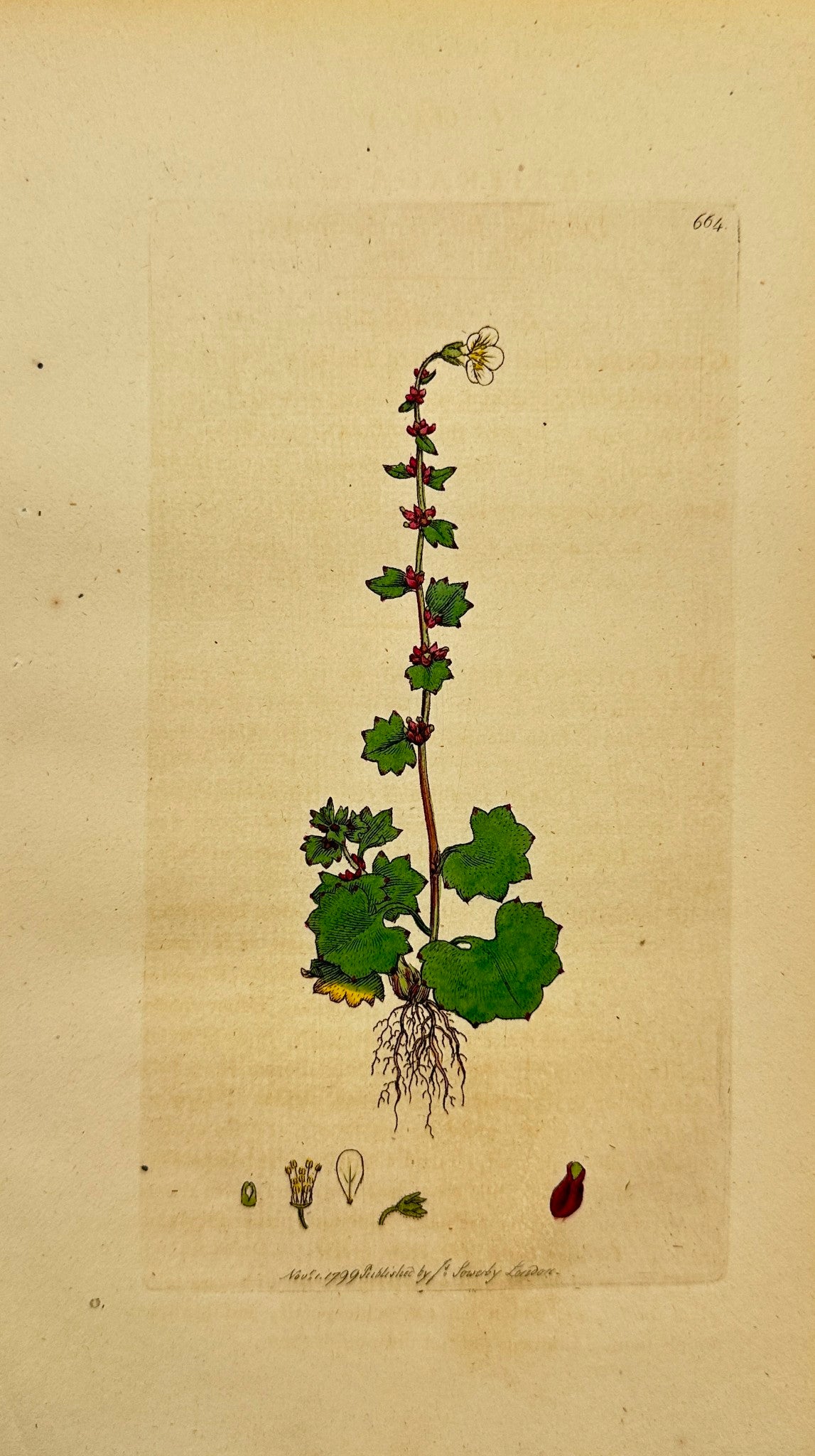 Antique Print - Sowerby - Drooping Alpine Saxifrage - Saxifraga Cernua - F1