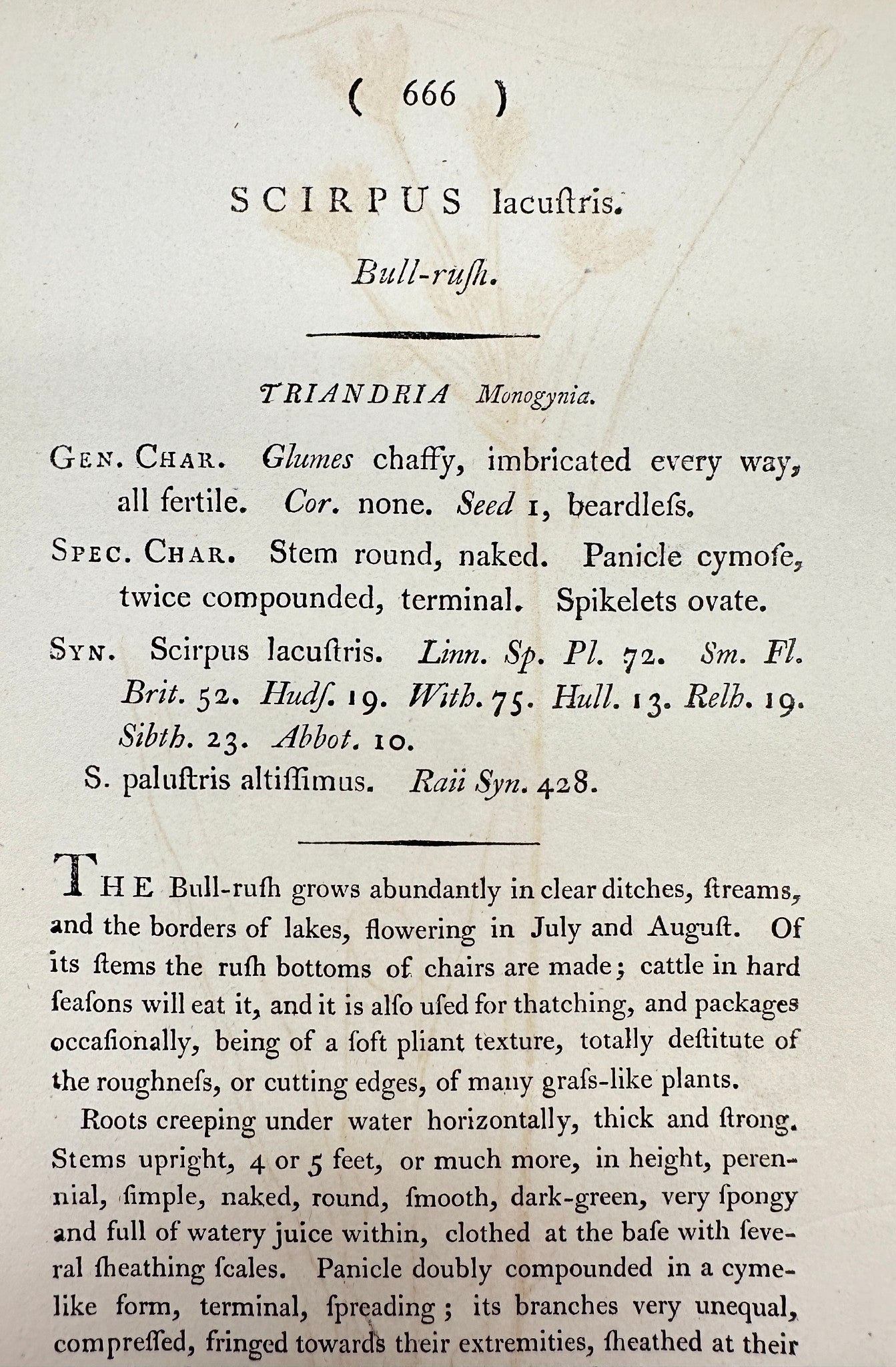 Antique Print - James Sowerby - Schoenoplectus Lacustris - Bulrush - F1
