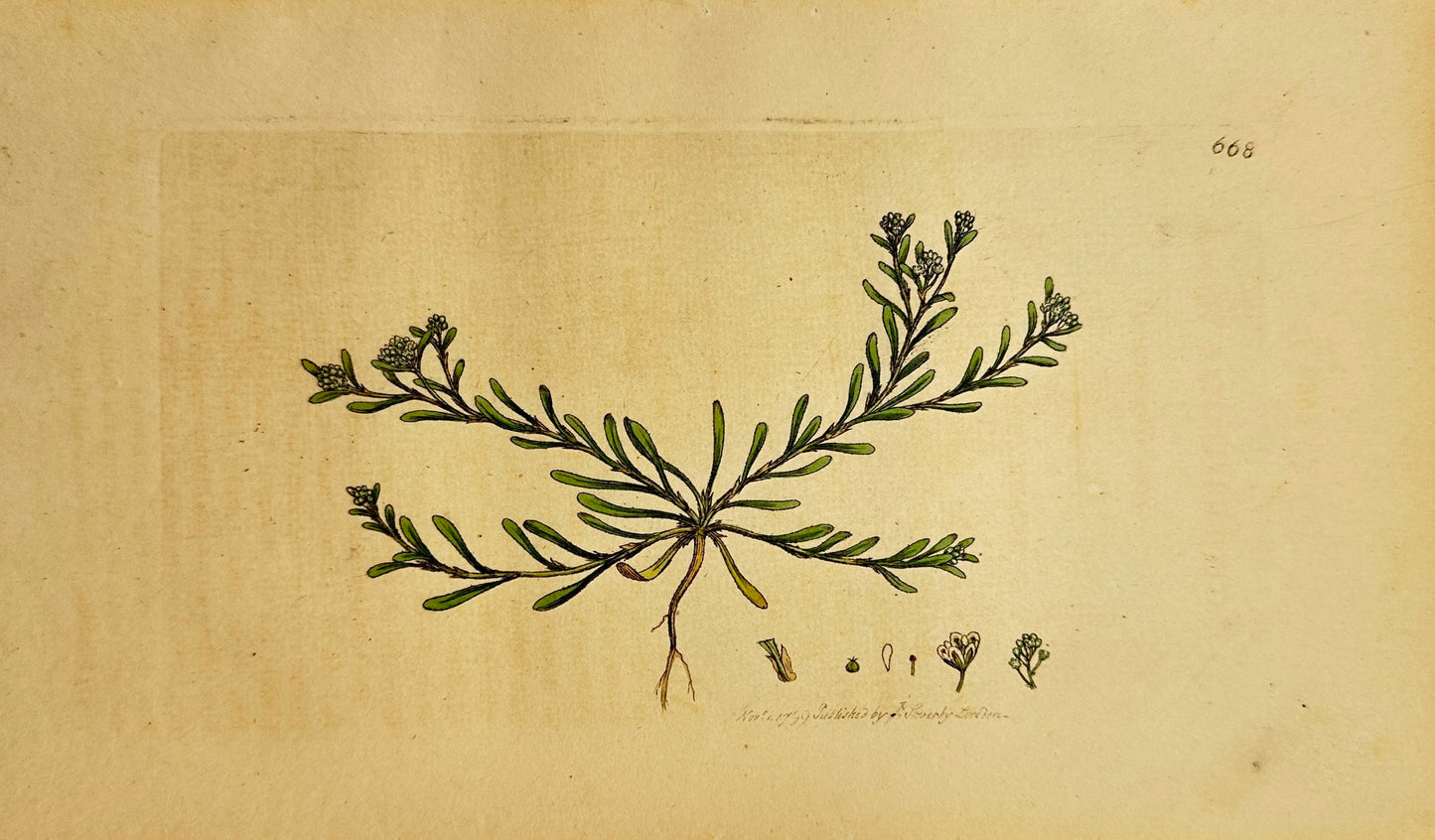 Antique Print - James Sowerby - Corrigiola Littoralis - Shore Sandwort - F1