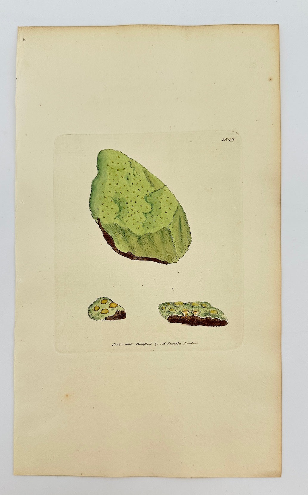 Antique Print - Sowerby - Lichen Orostheus - Sulphurcous Mountain Lichen - F1