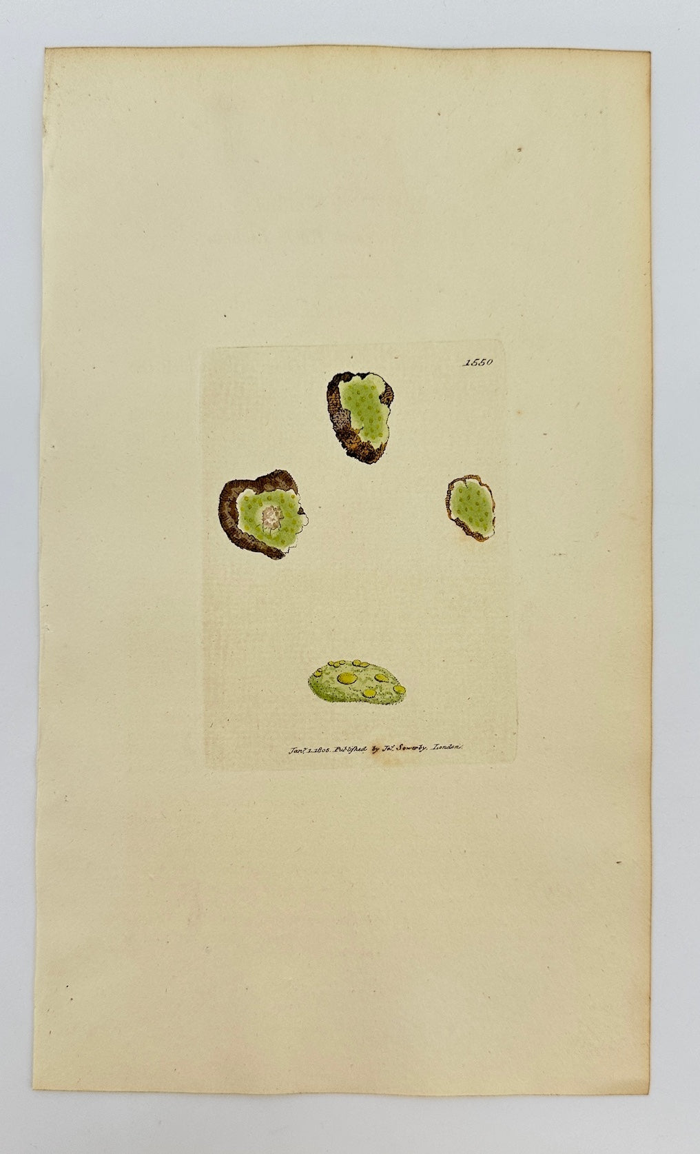 Antique Print - Sowerby - Lichen Jucidus - Lemon-coloured Rock Lichen - F1