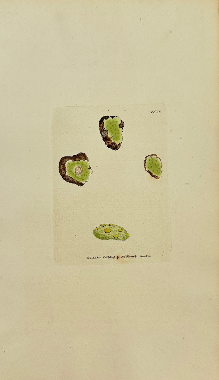Antique Print - Sowerby - Lichen Jucidus - Lemon-coloured Rock Lichen - F1