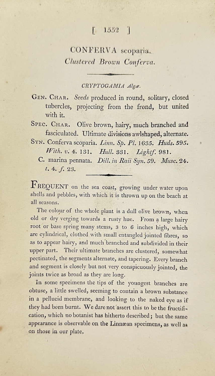 Antique Print - Sowerby - Conferva Scoparia - Clustered Brown Conferva - F1