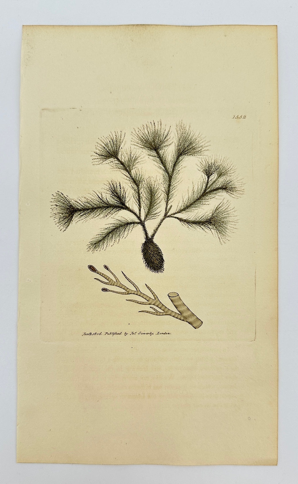 Antique Print - Sowerby - Conferva Scoparia - Clustered Brown Conferva - F1