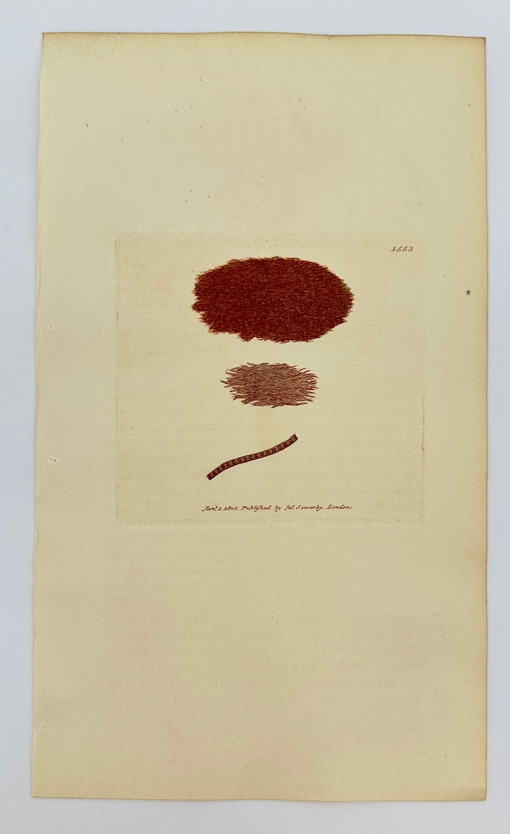 Antique Print - Sowerby - Conferva Ericetorum - Purplish Heath Conferva - F1