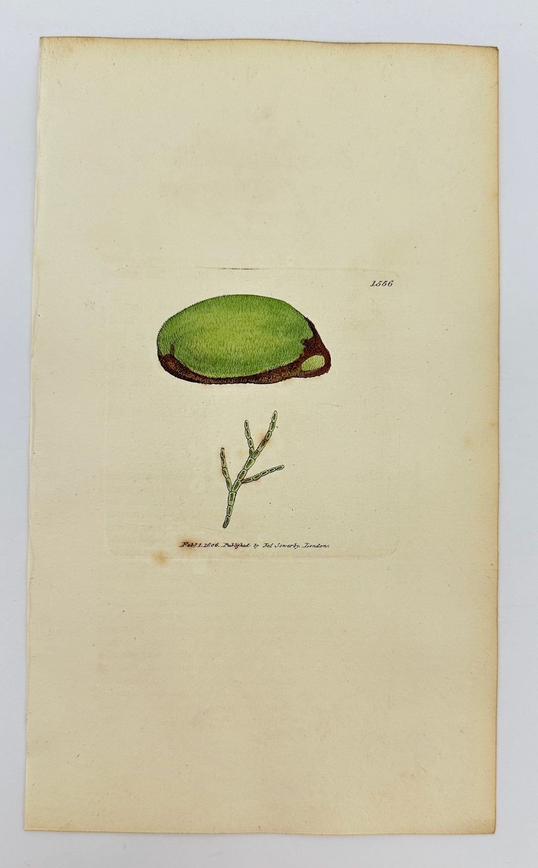 Antique Print - Sowerby - Conferva Velutina - Green Velvet Conferva - F1