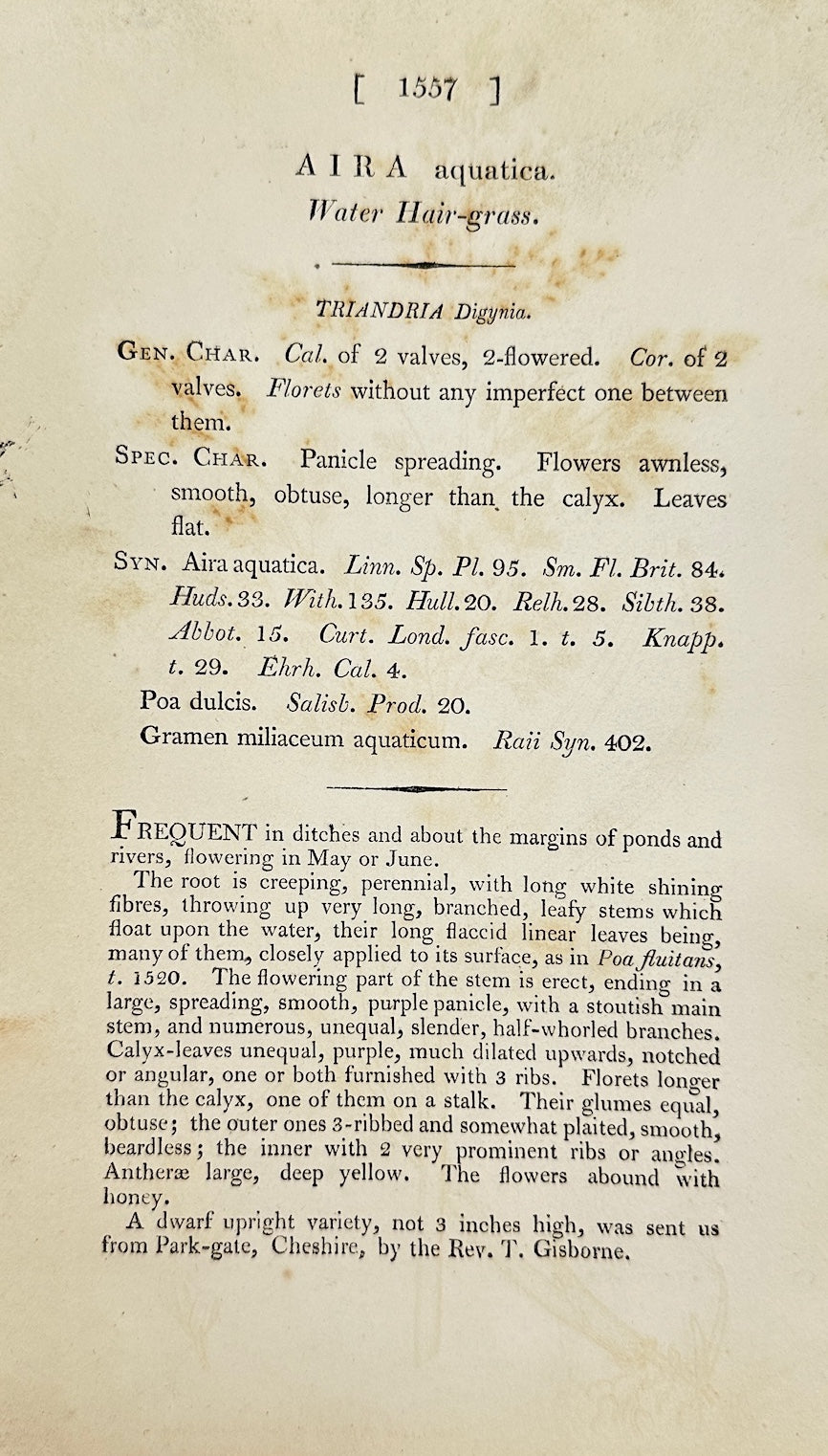 Antique Botanical Print - James Sowerby - Aira Aquatica - Water Hair-grass - F1