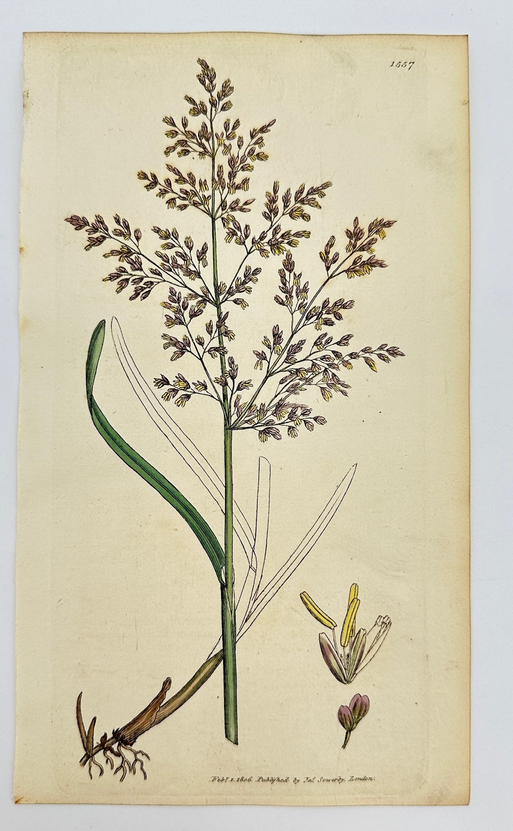 Antique Botanical Print - James Sowerby - Aira Aquatica - Water Hair-grass - F1