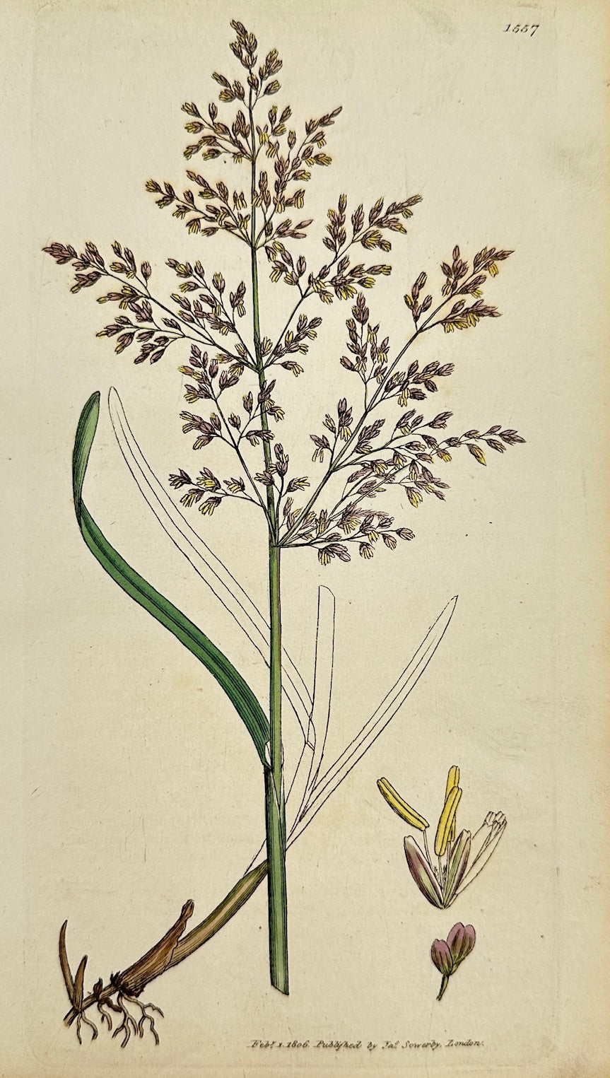 Antique Botanical Print - James Sowerby - Aira Aquatica - Water Hair-grass - F1