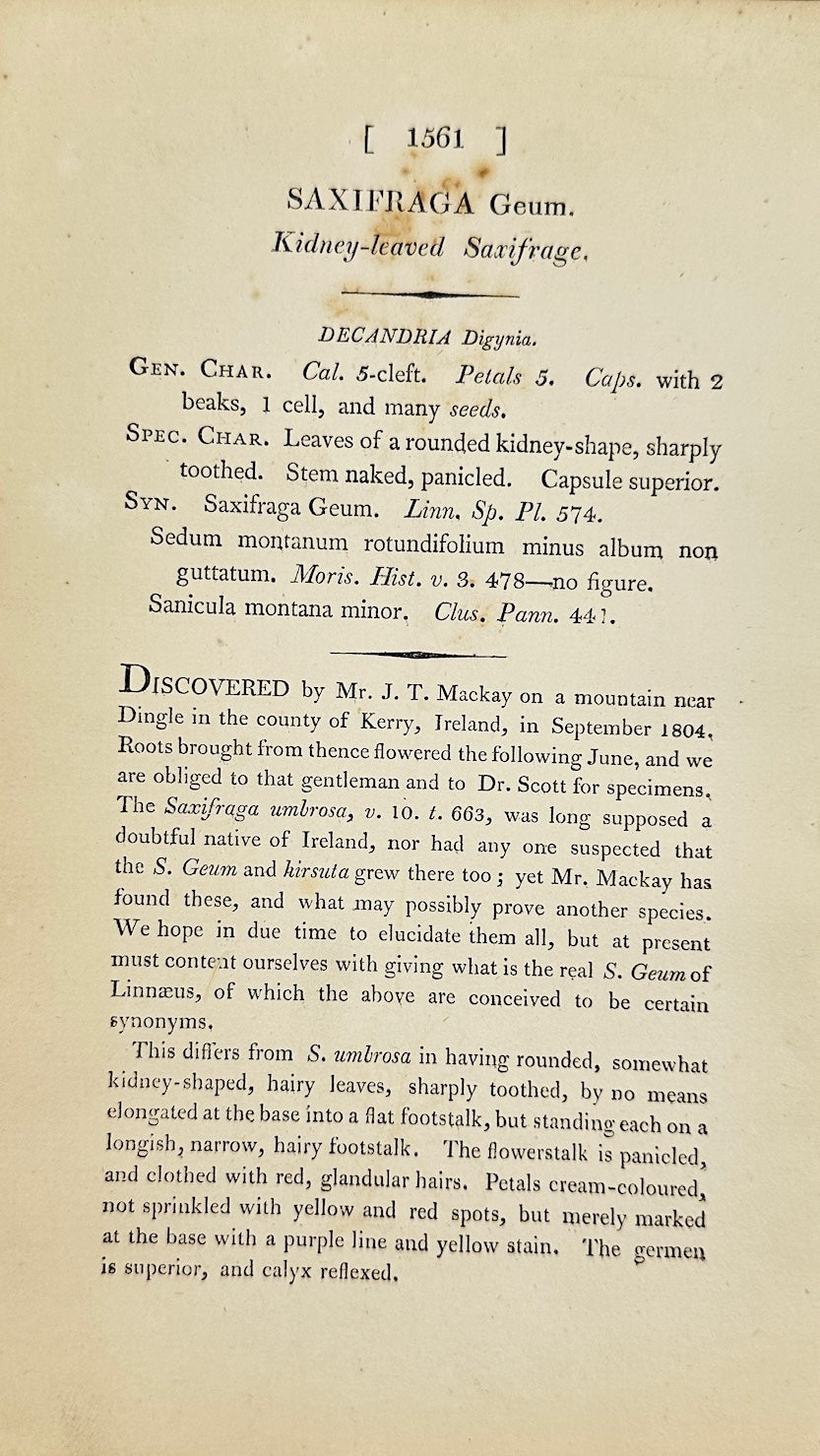 Antique Print - James Sowerby - Saxifraga Geum - Kidney-leaved Saxifrage - F1