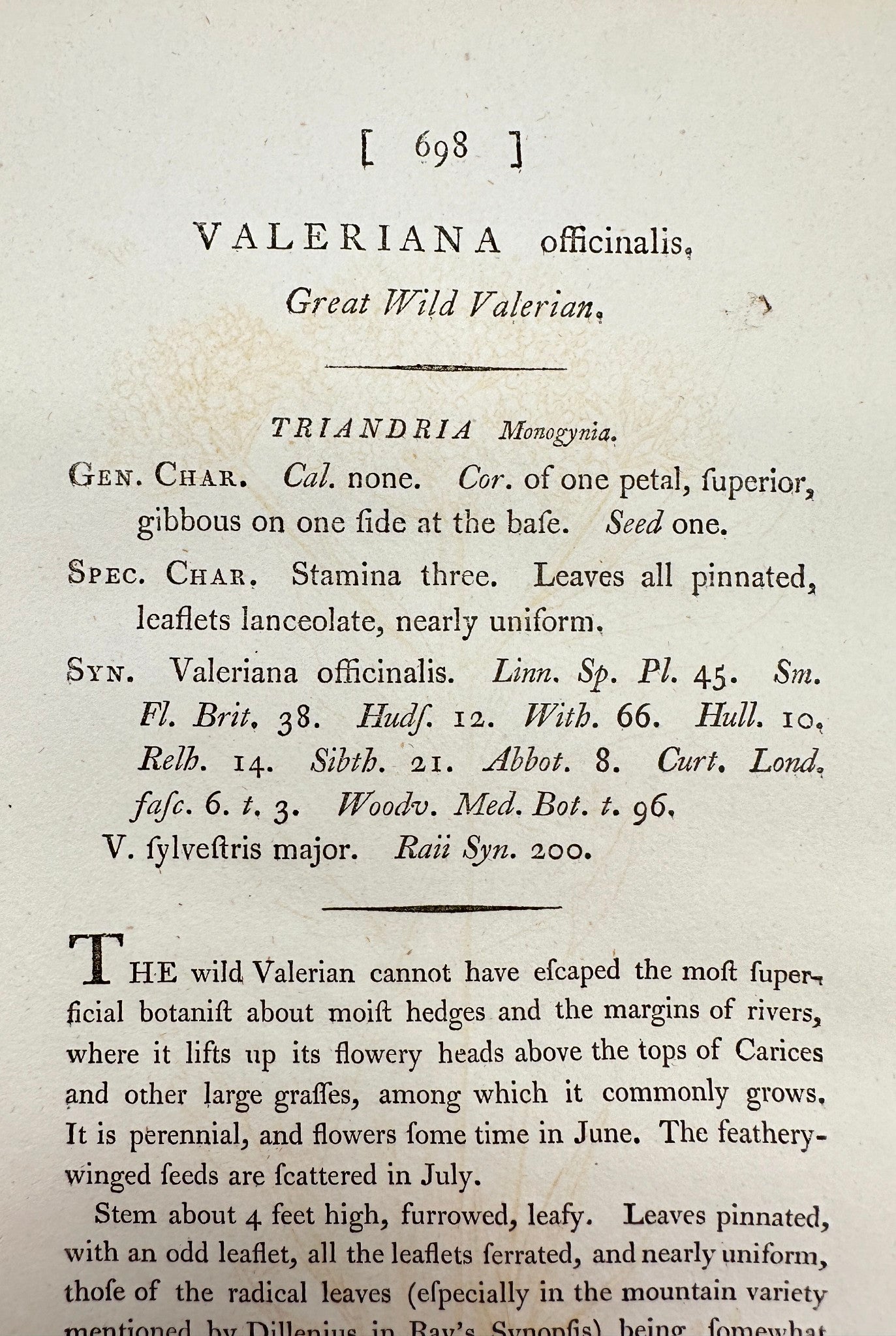 Antique Print - James Sowerby - Valeriana Officinalis - Great Wild Valerian - F1