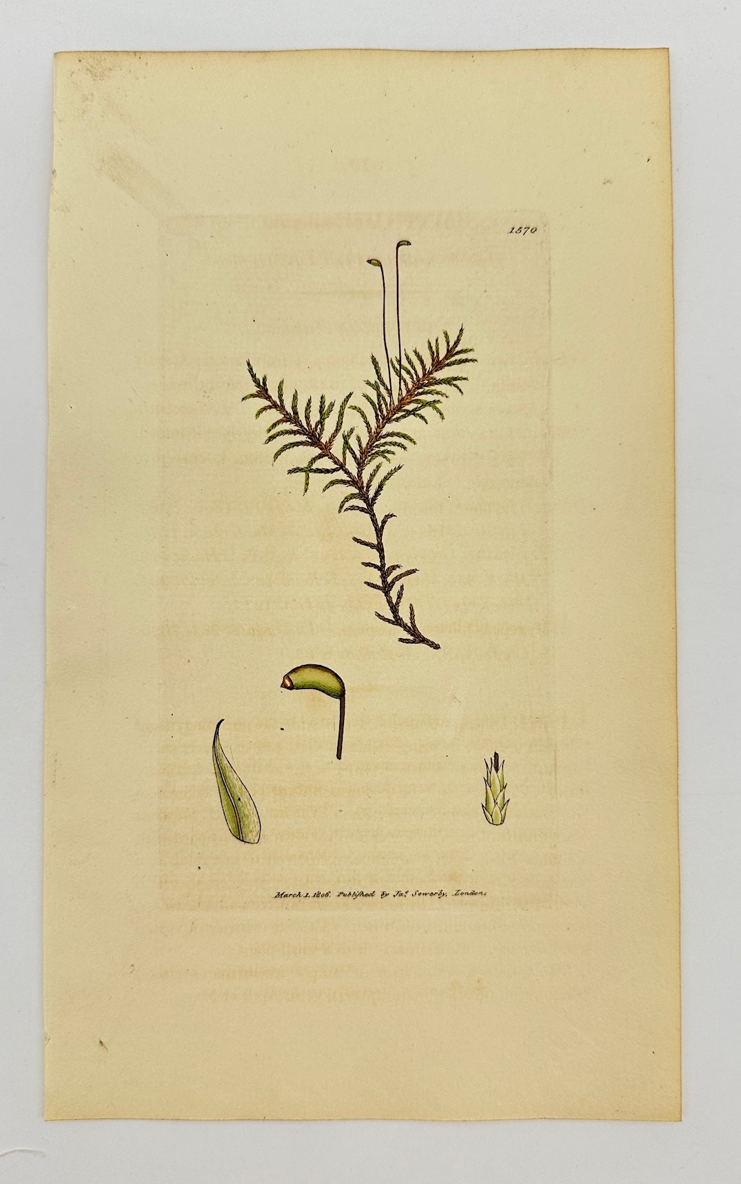 Antique Print - Sowerby - Hypnum Filicinum - Fern-leaved Feather Moss - F1