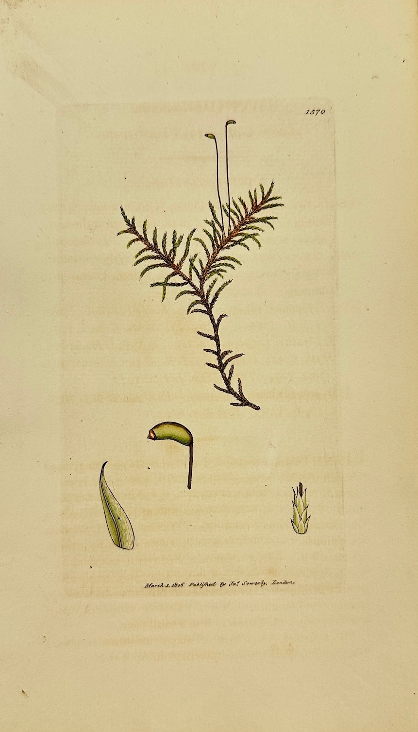 Antique Print - Sowerby - Hypnum Filicinum - Fern-leaved Feather Moss - F1