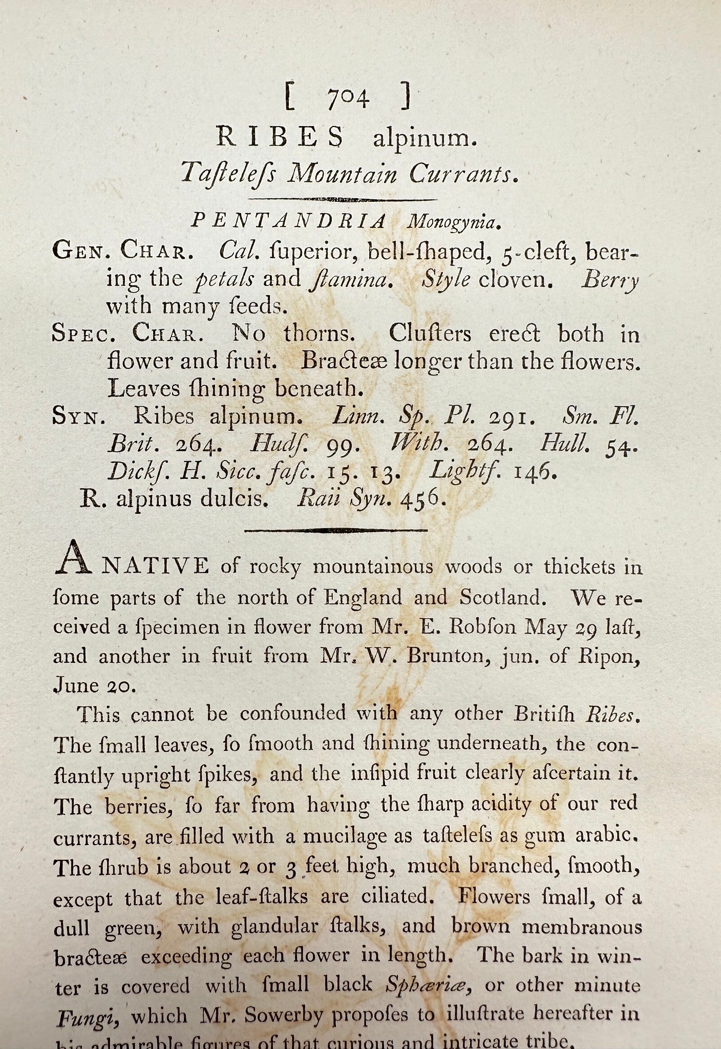 Antique Botanical Print - James Sowerby - Ribes Alpinum - Mountain Currants - F1