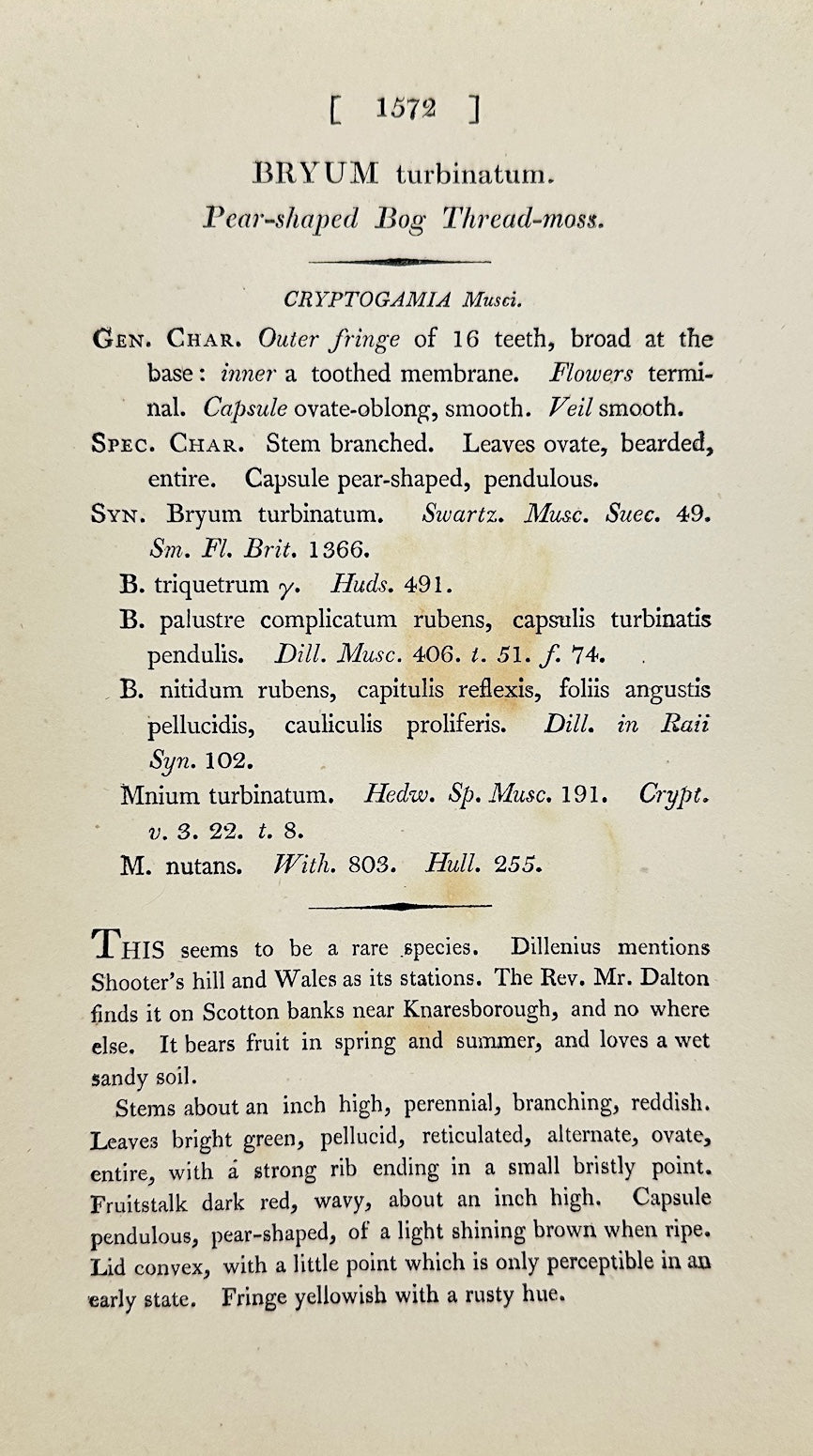 Antique Print - Sowerby - Bryum Turbinatum - Pear-shaped Bog Thread-moss - F1