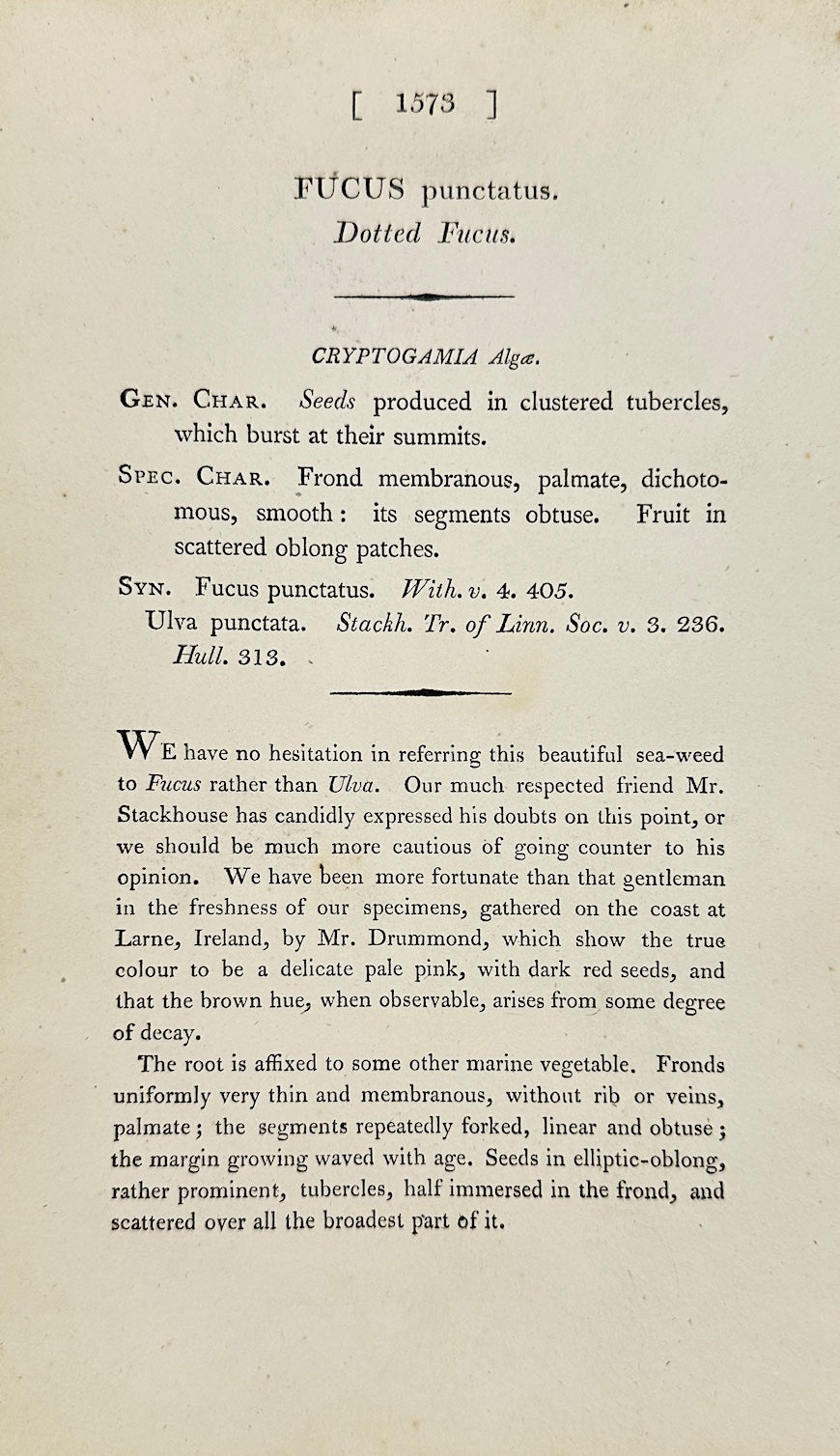 Antique Botanical Print - James Sowerby - Fucus Punctatus - Dotted Fucus - F1